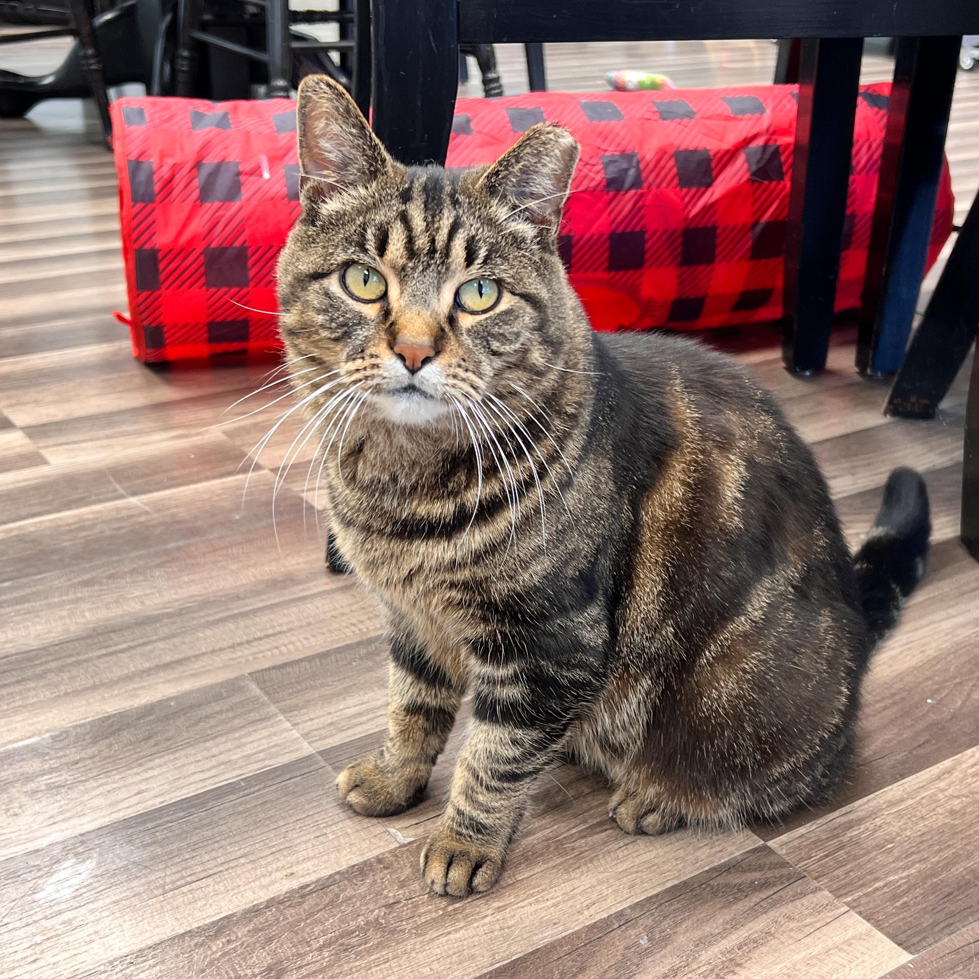 Enlarge Royal Oak, a Adoptable Tabby in Grand Rapids, MI image 5/6