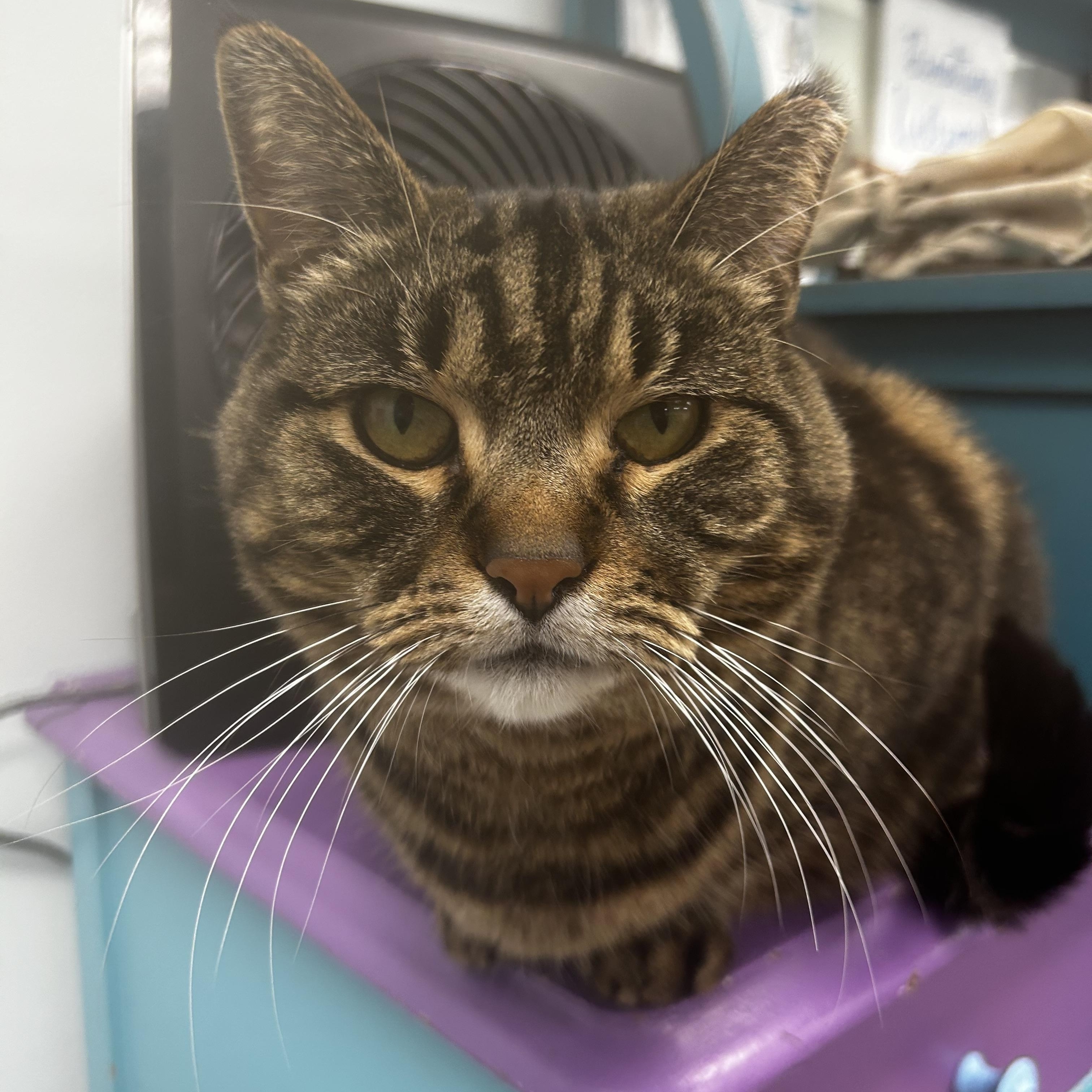 Enlarge Royal Oak - ADOPTION PENDING!, a Adoptable Tabby in Grand Rapids, MI image 1/6