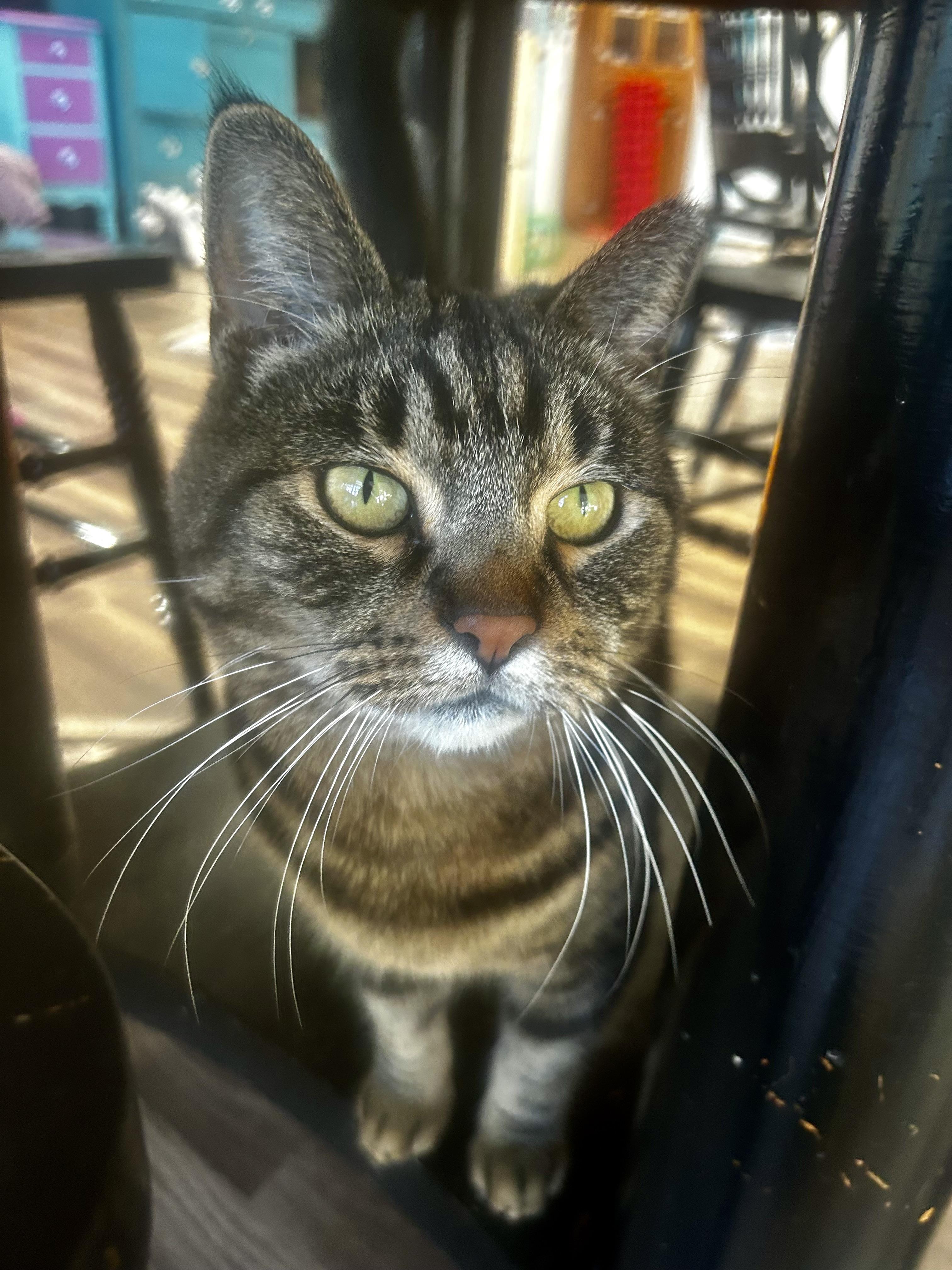 Enlarge Royal Oak, a Adoptable Tabby in Grand Rapids, MI image 2/6