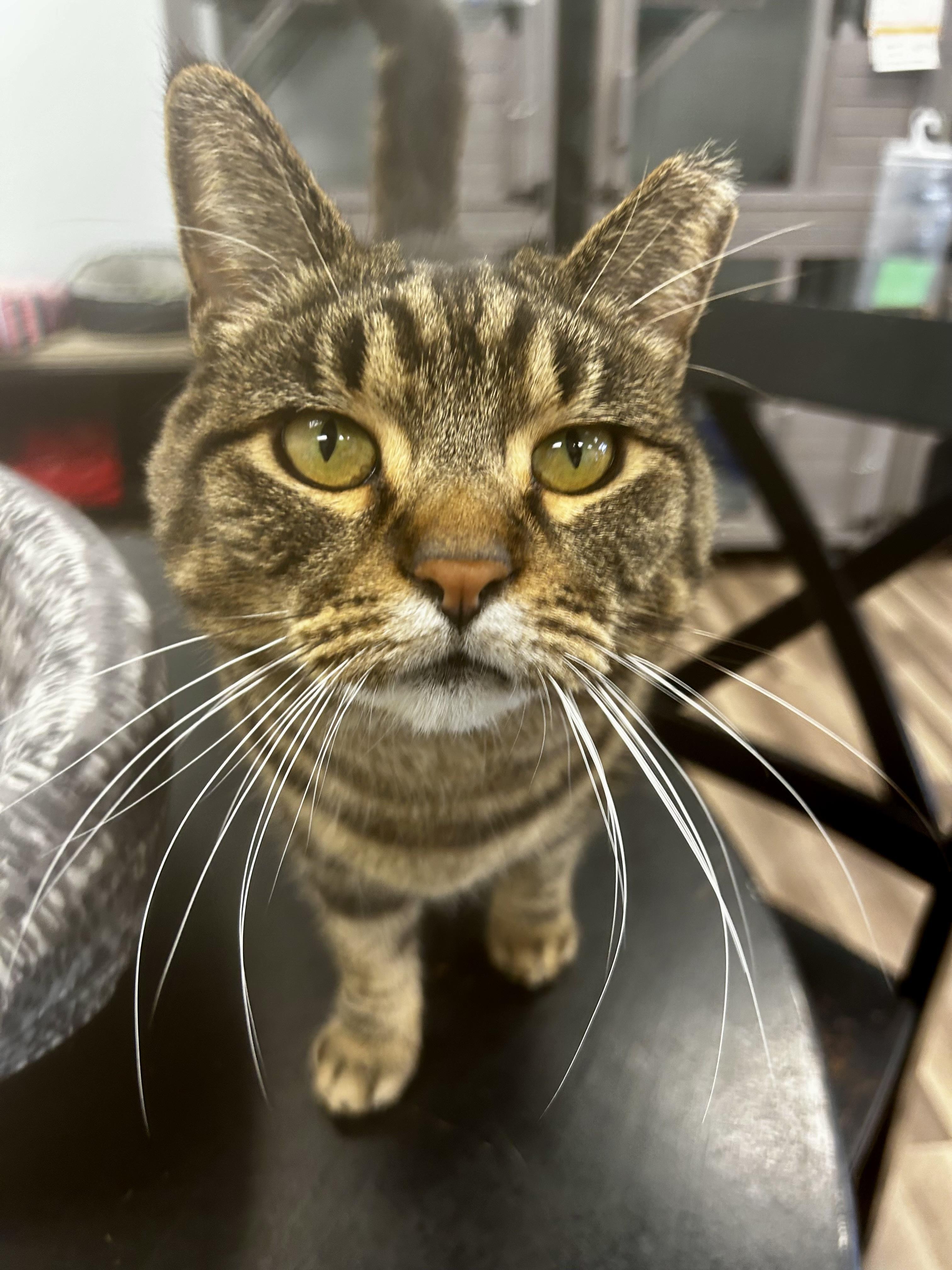 Enlarge Royal Oak, a Adoptable Tabby in Grand Rapids, MI image 5/6