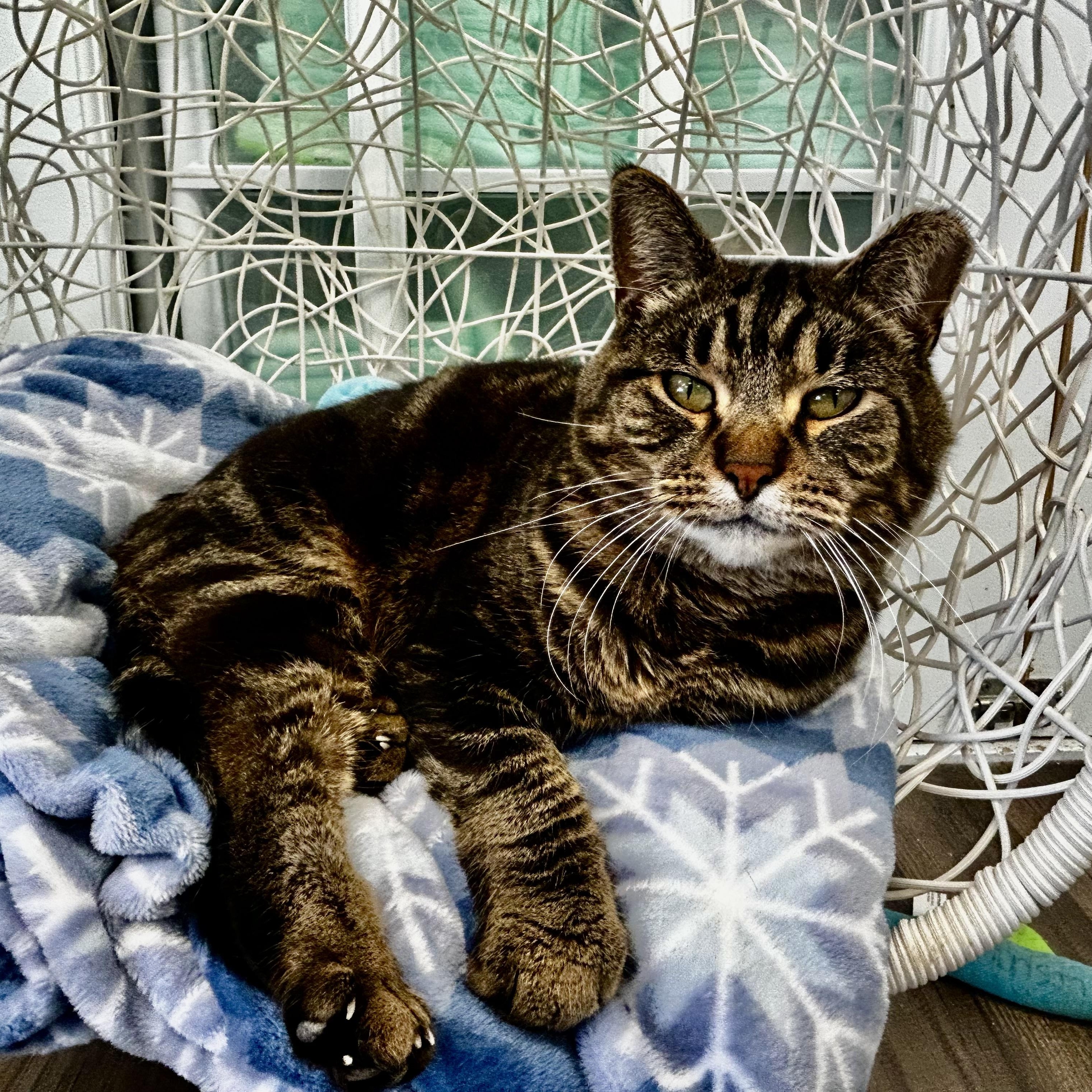 Enlarge Royal Oak, a Adoptable Tabby in Grand Rapids, MI image 4/6