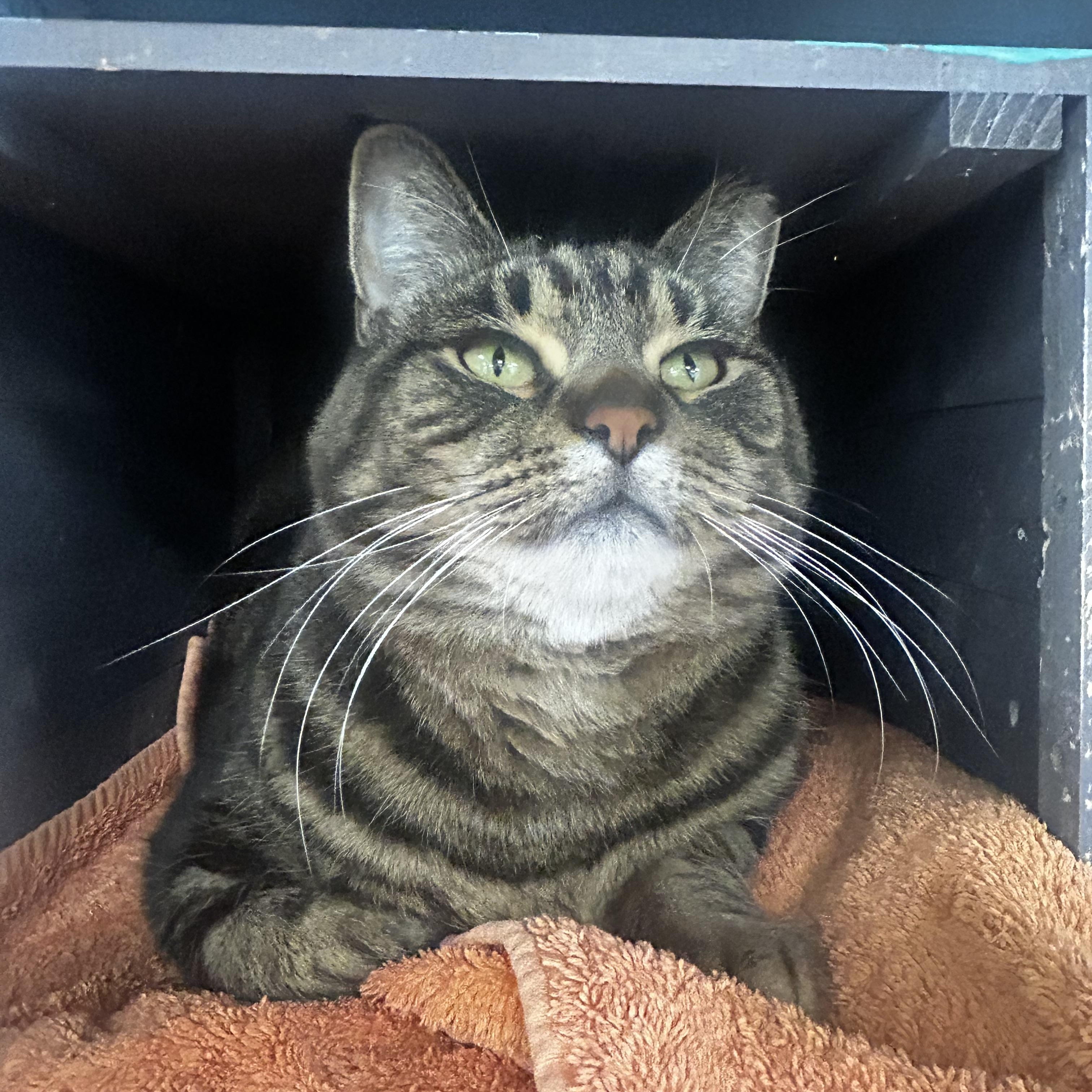 Enlarge Royal Oak, a Adoptable Tabby in Grand Rapids, MI image 3/6