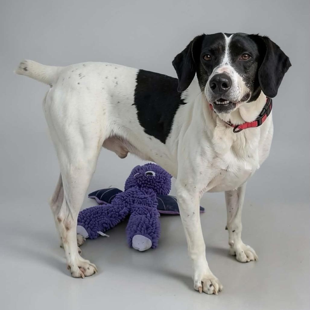 Remmy, Adoptable, Adult Male Mixed Breed.