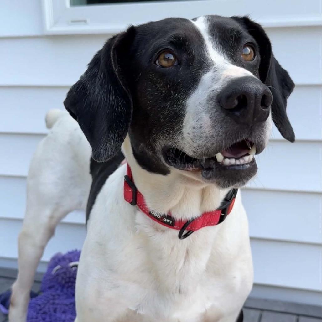 Enlarge Remmy, a Adoptable Mixed Breed in Walnut Cove, NC image 2/6