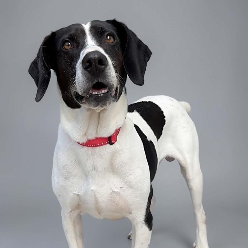 Enlarge Remmy, a Adoptable Mixed Breed in Walnut Cove, NC image 3/6