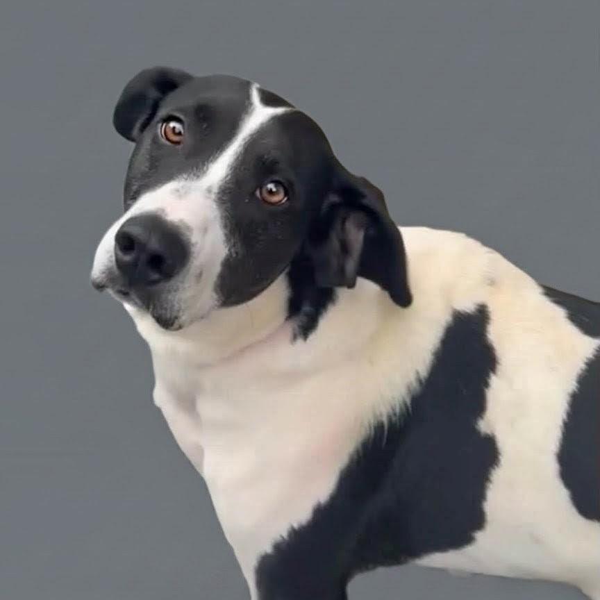 Enlarge Remmy, a Adoptable Mixed Breed in Walnut Cove, NC image 4/6