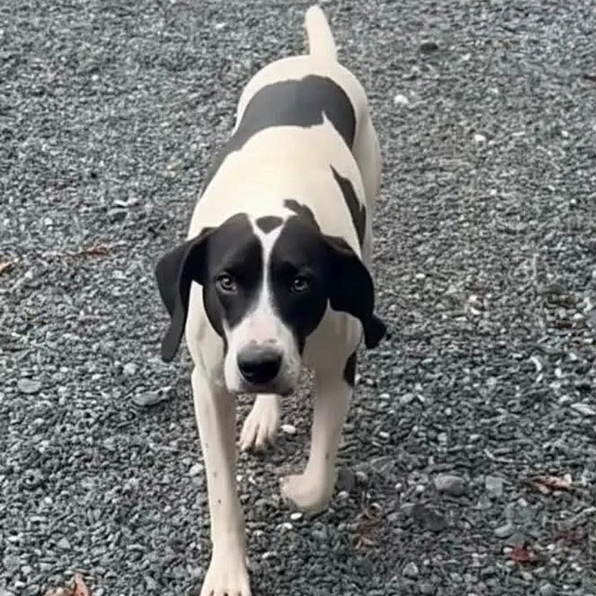 Enlarge Remmy, a Adoptable Mixed Breed in Walnut Cove, NC image 5/6