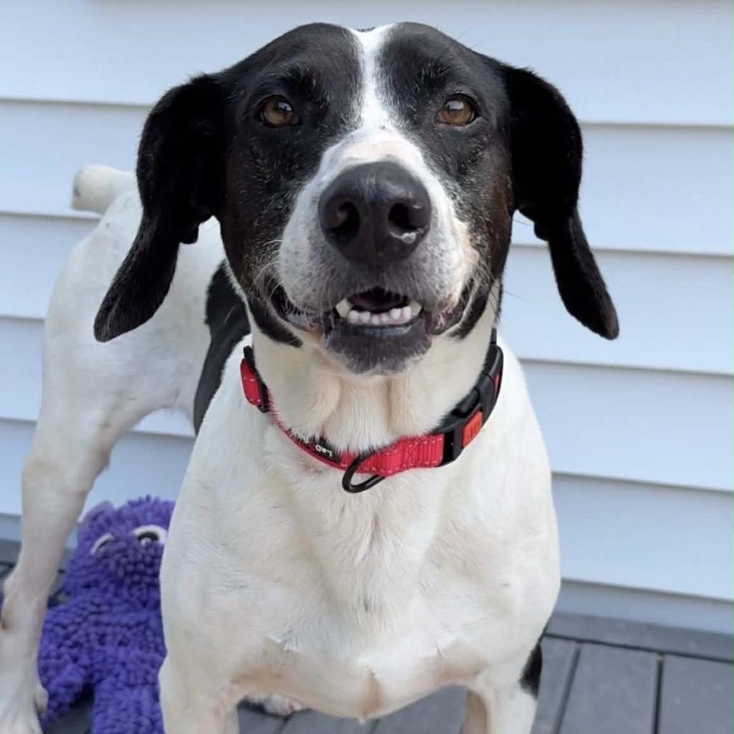 Enlarge Remmy, a Adoptable Mixed Breed in Walnut Cove, NC image 6/6