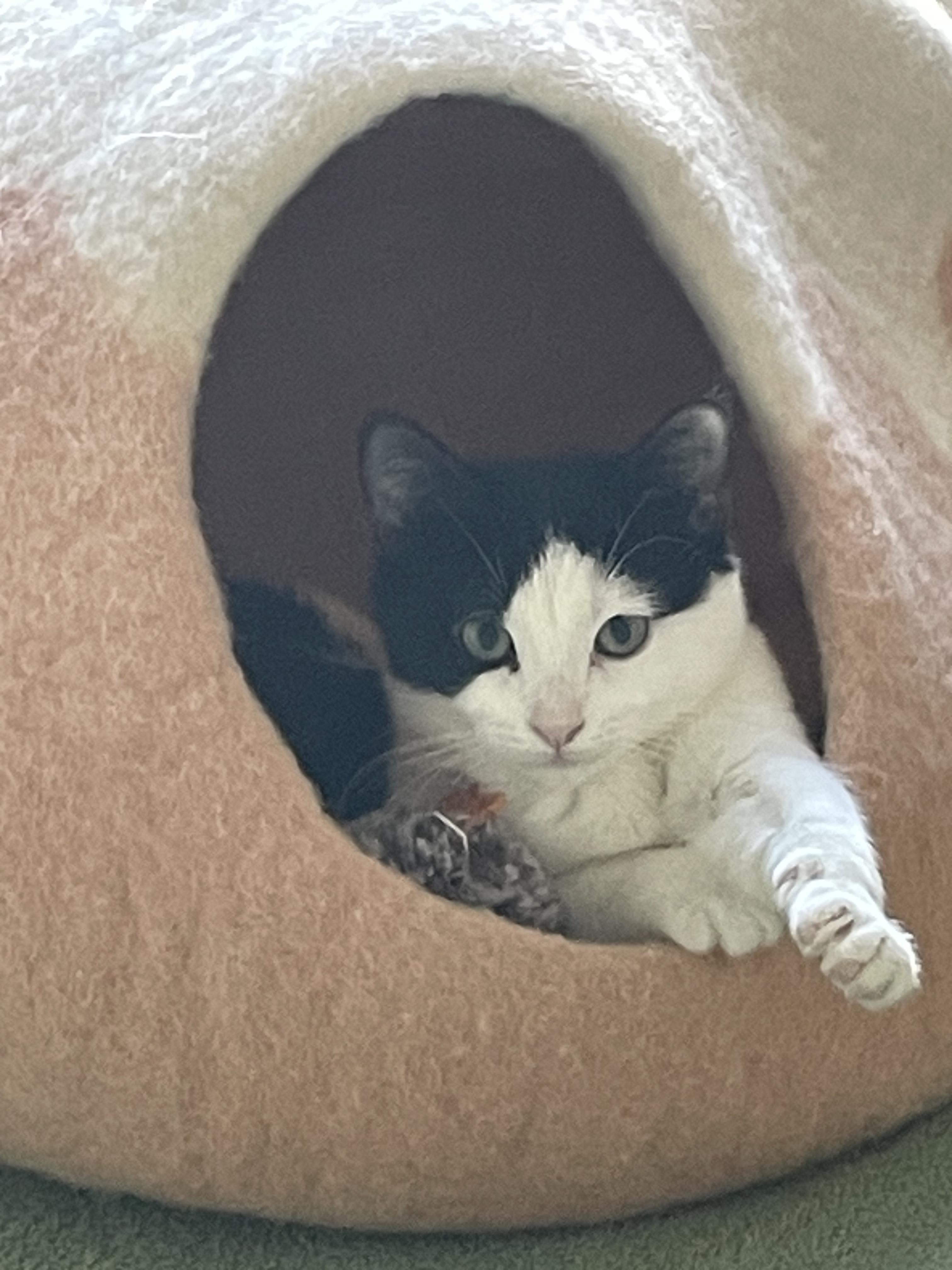 Enlarge ora, a ADOPTABLE Tuxedo in Brooklyn, NY image 1/5