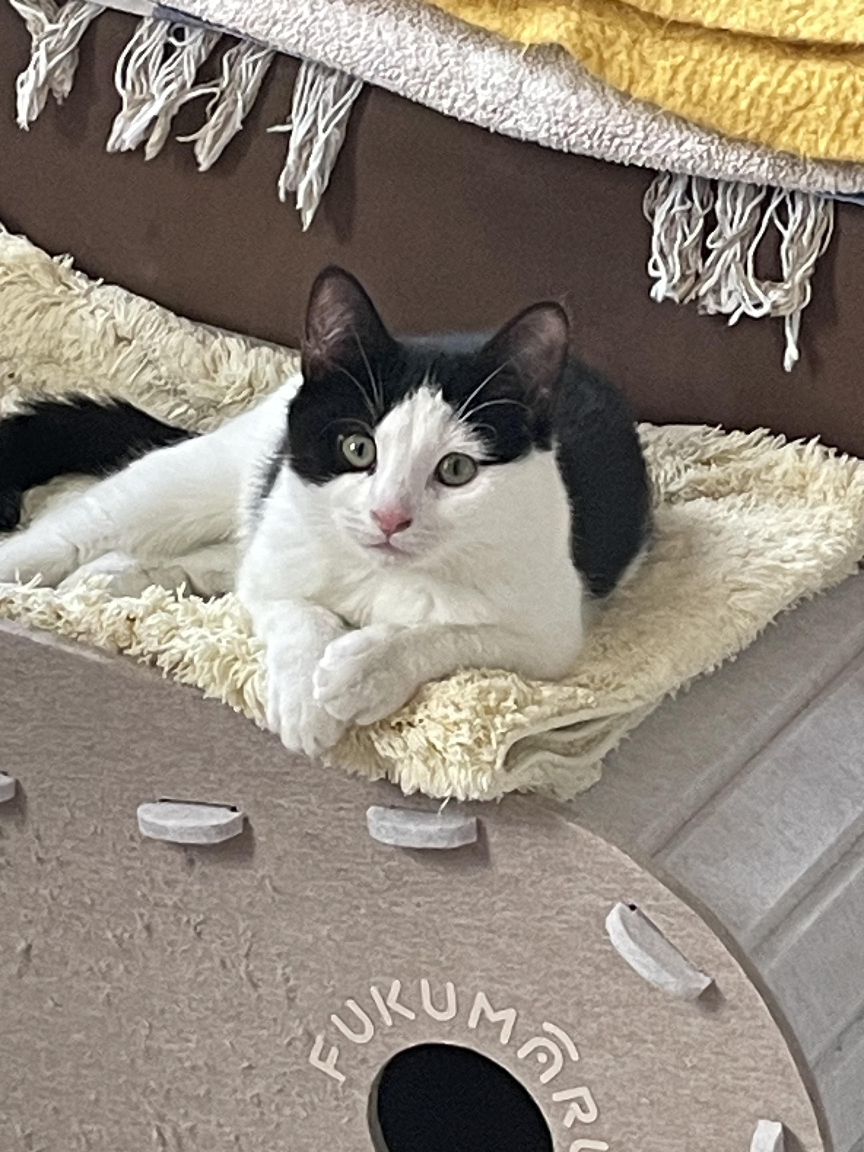 Enlarge ora, a ADOPTABLE Tuxedo in Brooklyn, NY image 2/5