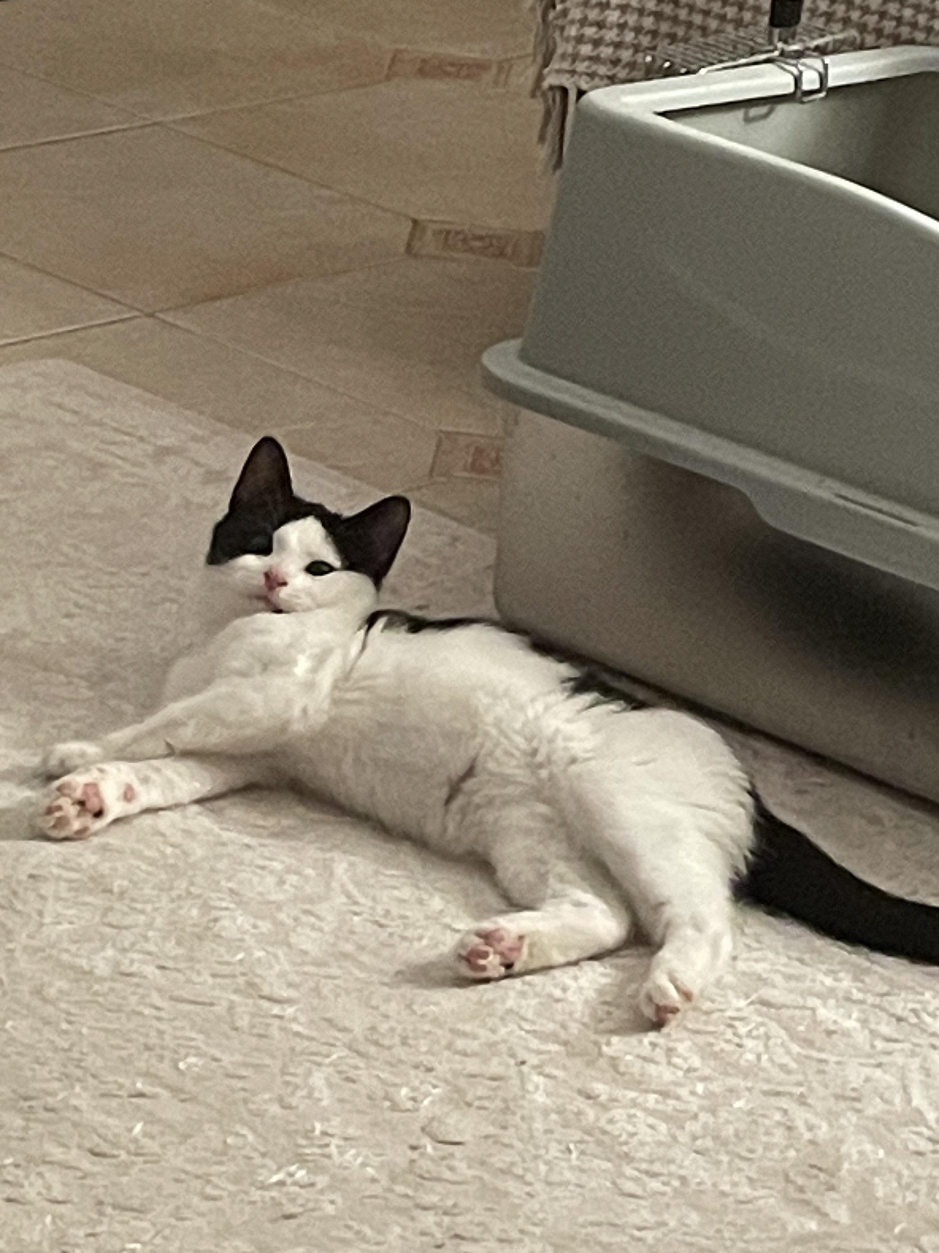 Enlarge ora, a ADOPTABLE Tuxedo in Brooklyn, NY image 4/5