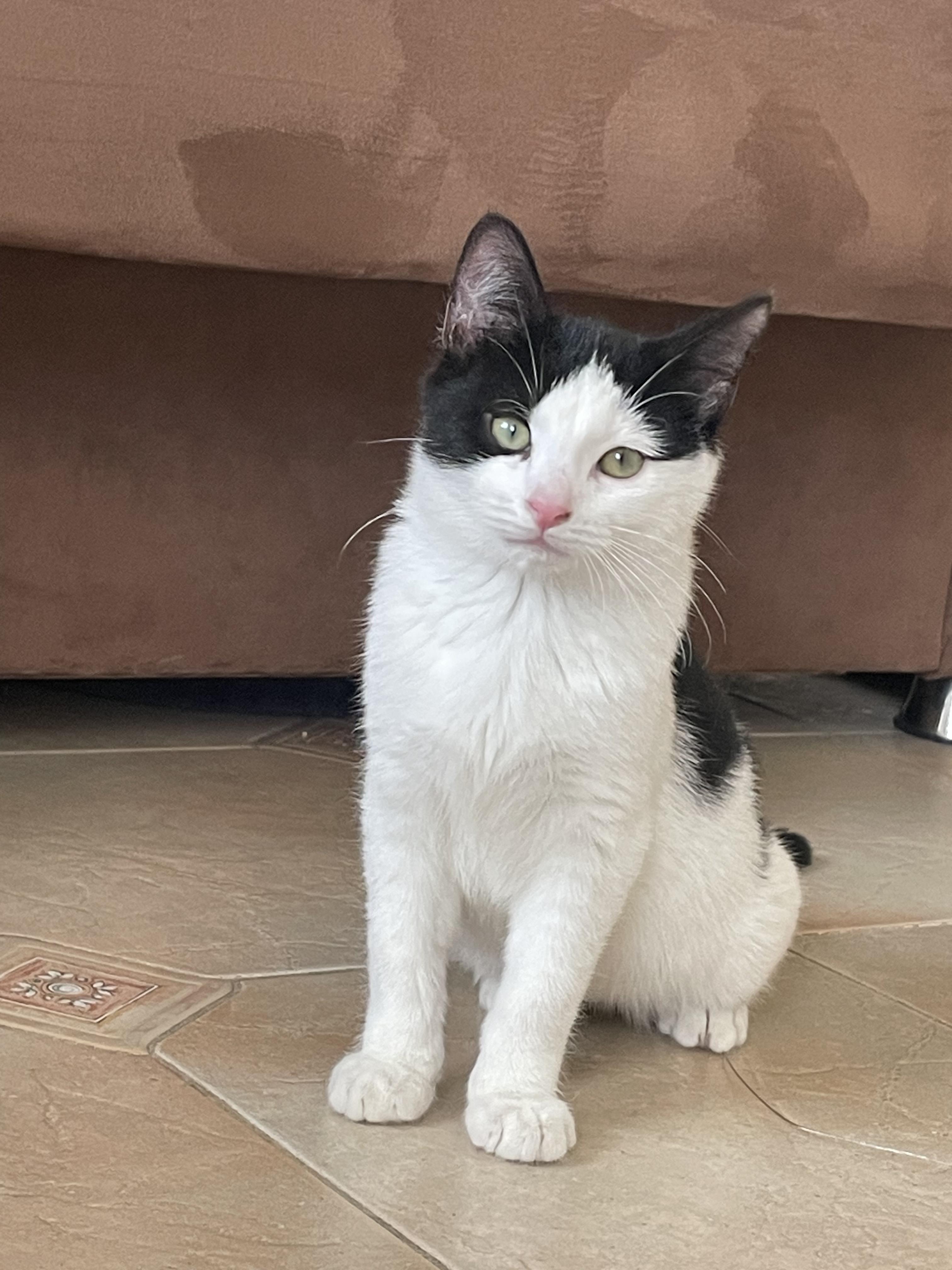 Enlarge ora, a ADOPTABLE Tuxedo in Brooklyn, NY image 3/5