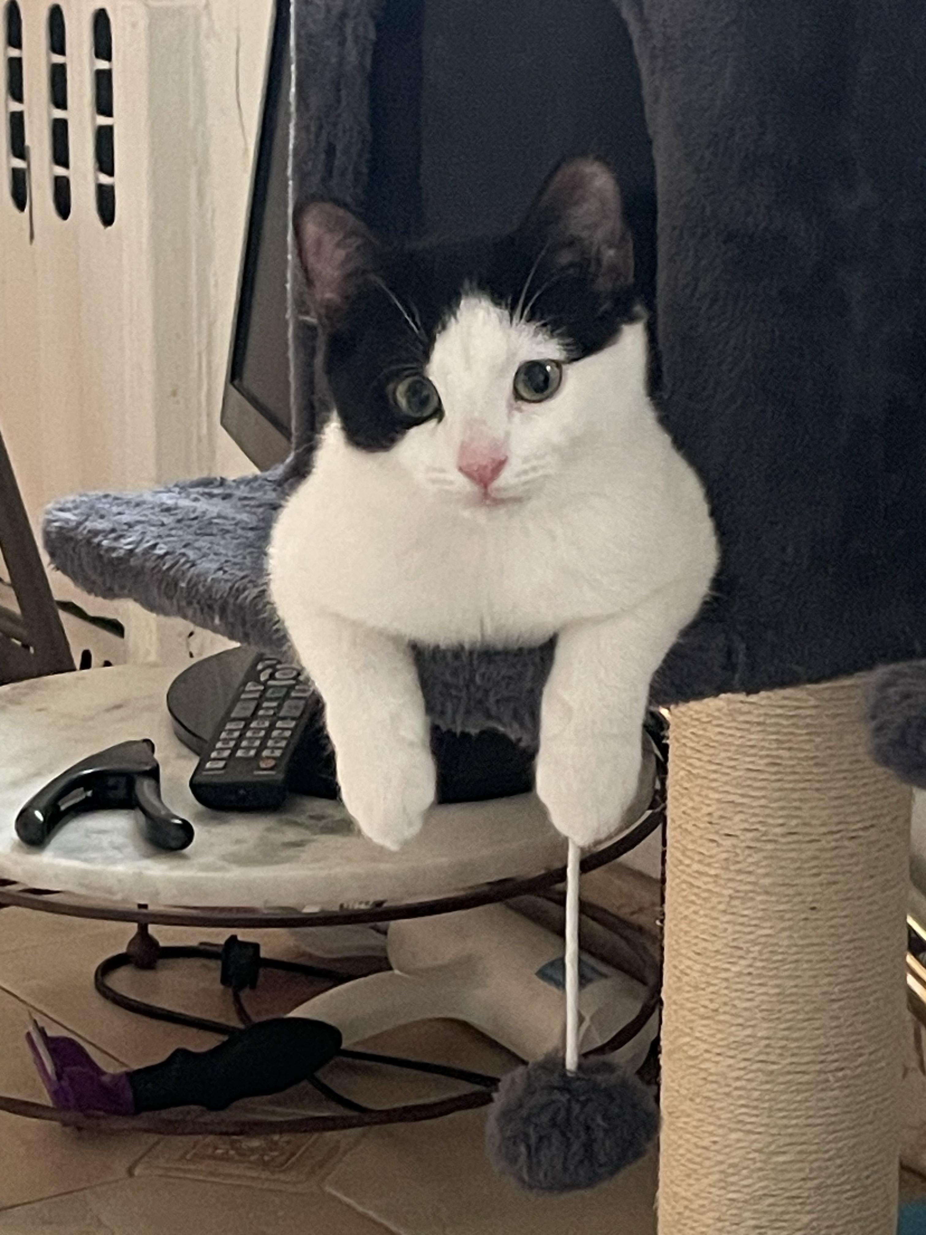 Enlarge ora, a ADOPTABLE Tuxedo in Brooklyn, NY image 5/5