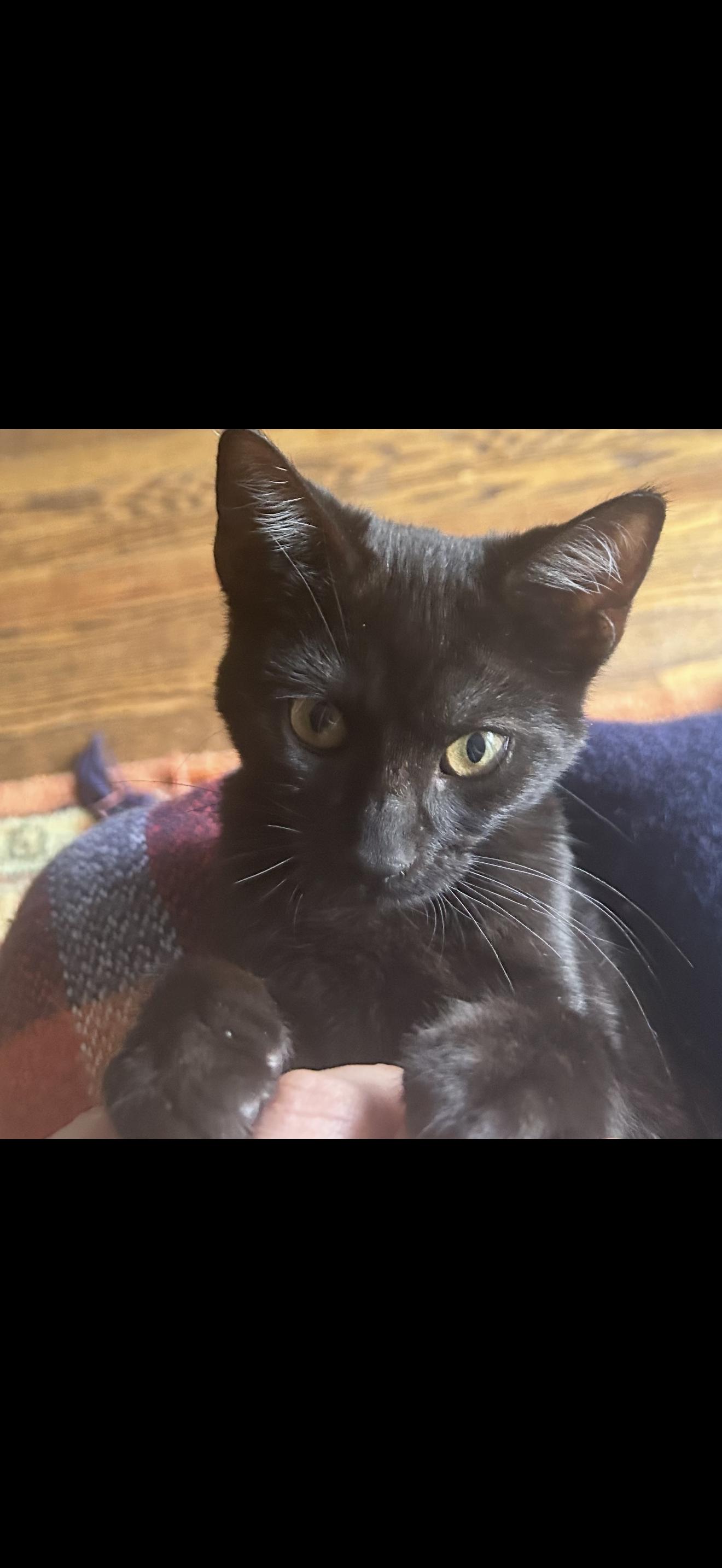 Enlarge Payaso, a Adoptable Domestic Short Hair in Nutley, NJ image 4/5