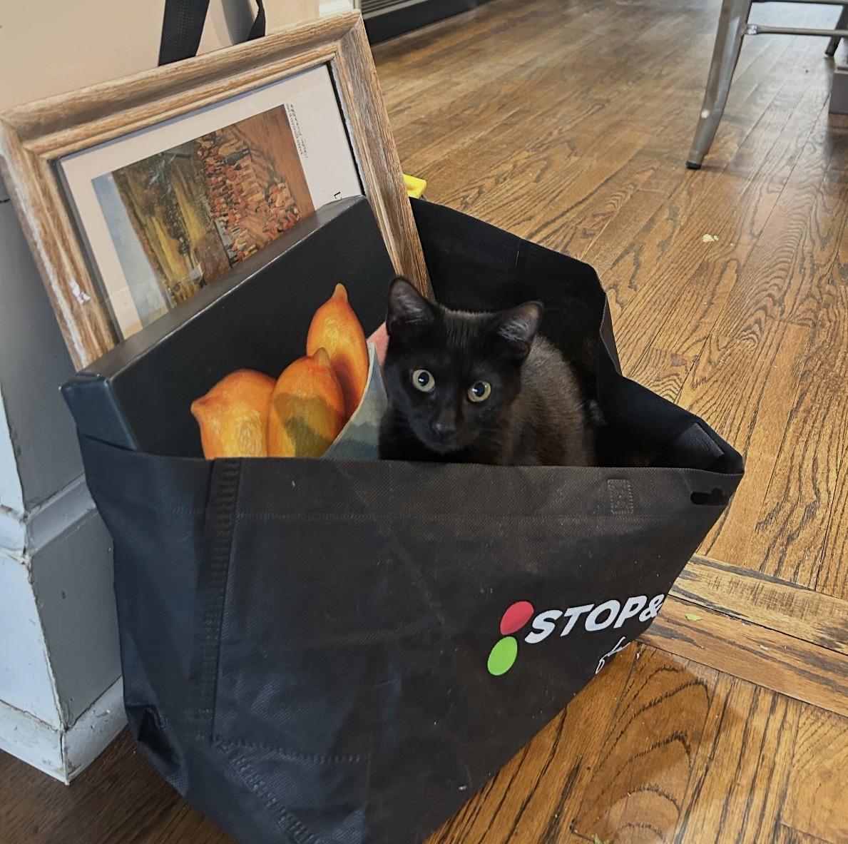 Enlarge Payaso, a Adoptable Domestic Short Hair in Nutley, NJ image 2/5