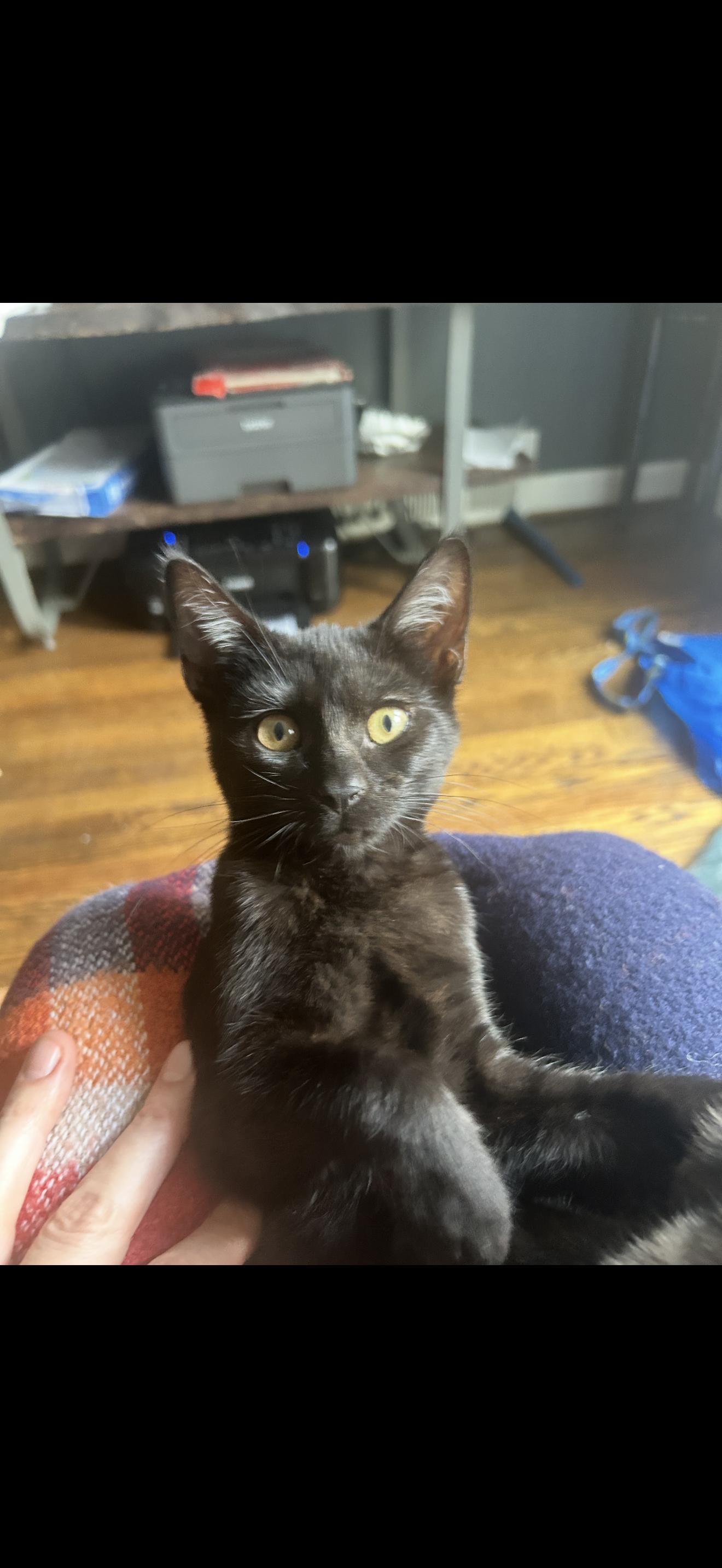 Enlarge Payaso, a Adoptable Domestic Short Hair in Nutley, NJ image 3/5