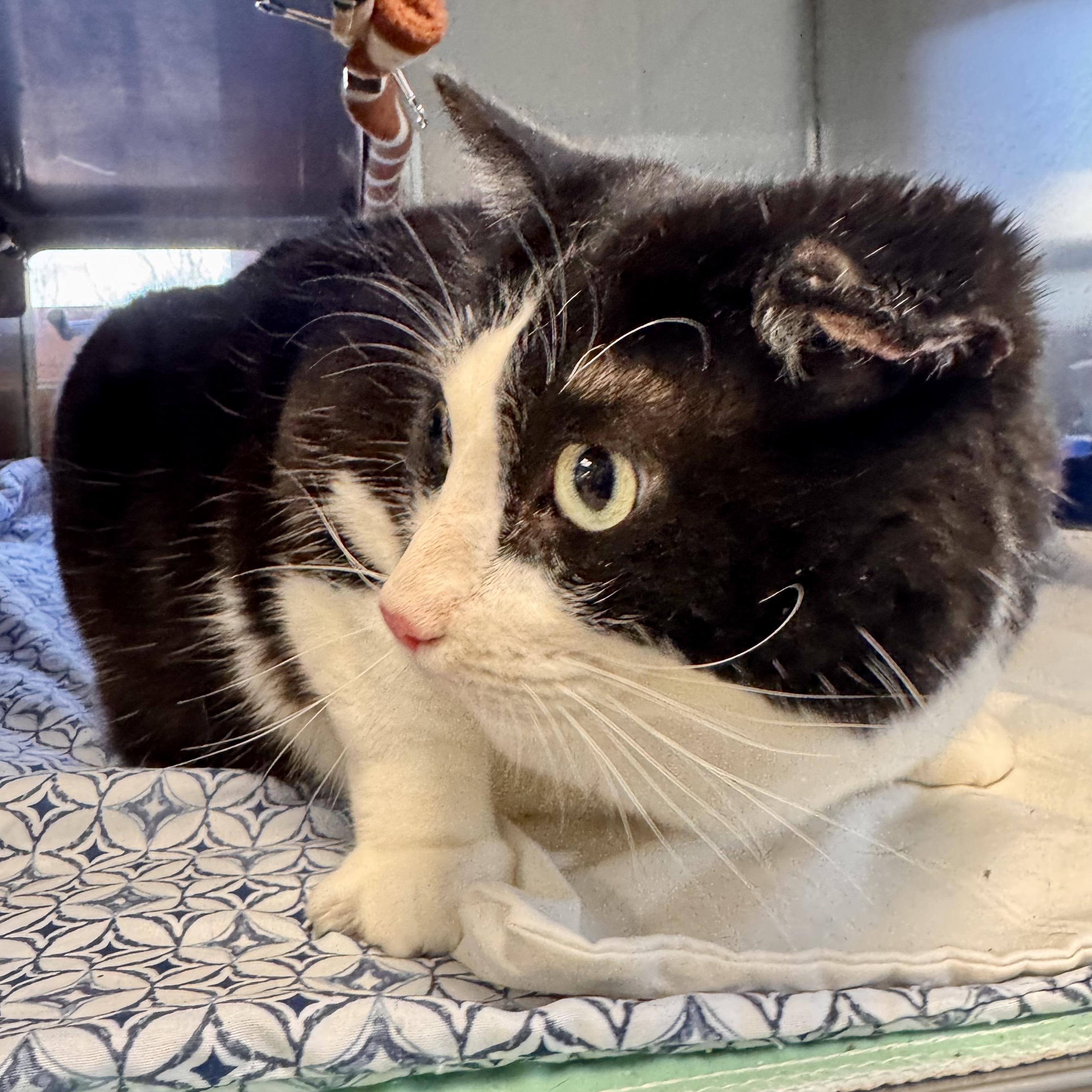 Enlarge Forrest Gump, a ADOPTABLE Domestic Short Hair in Midland, MI image 2/4