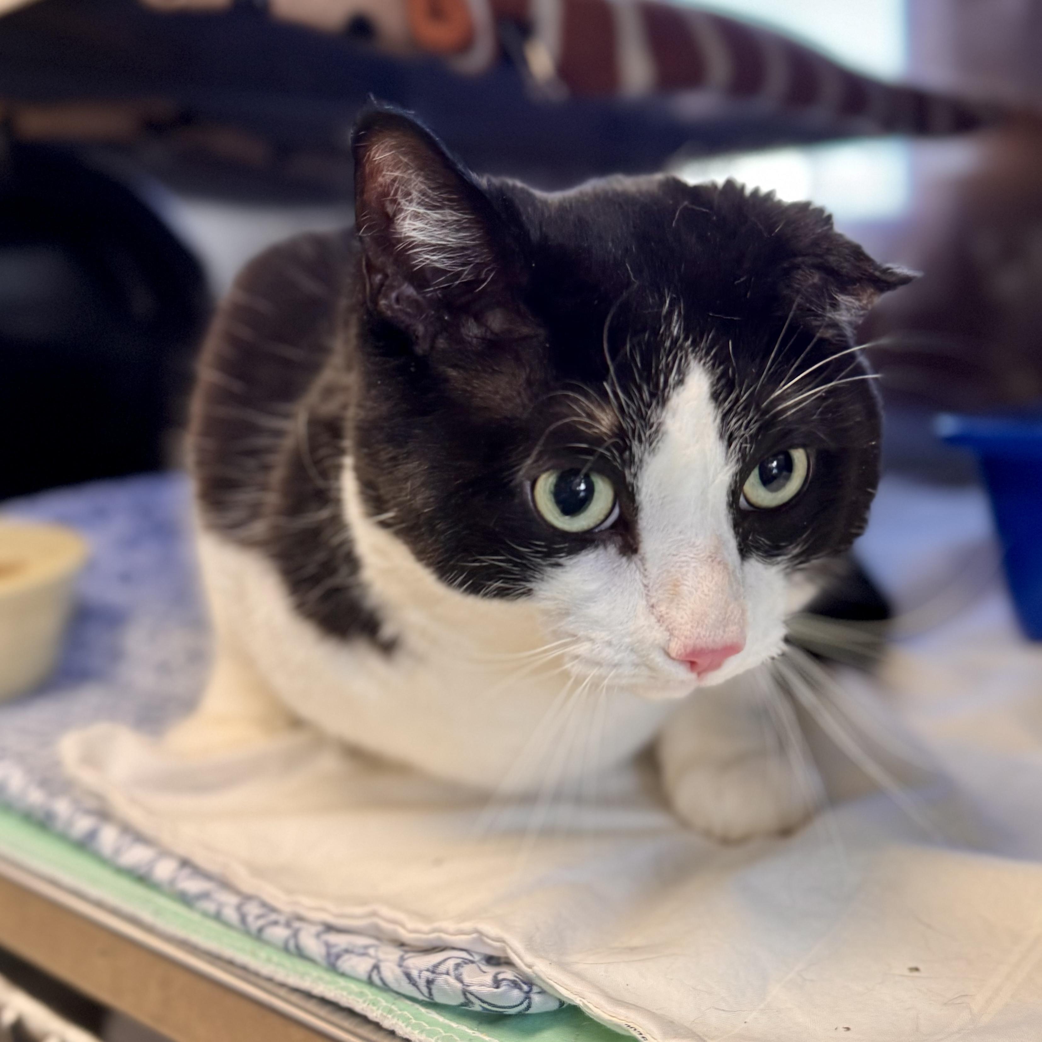 Enlarge Forrest Gump, a ADOPTABLE Domestic Short Hair in Midland, MI image 3/4