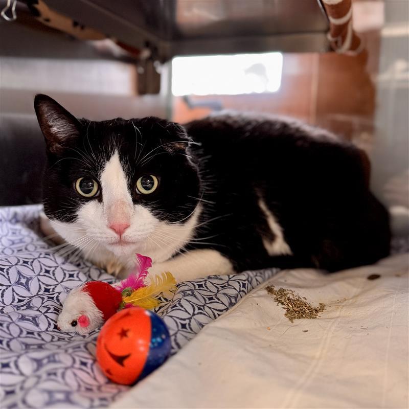 Enlarge Forrest Gump, a ADOPTABLE Domestic Short Hair in Midland, MI image 4/4