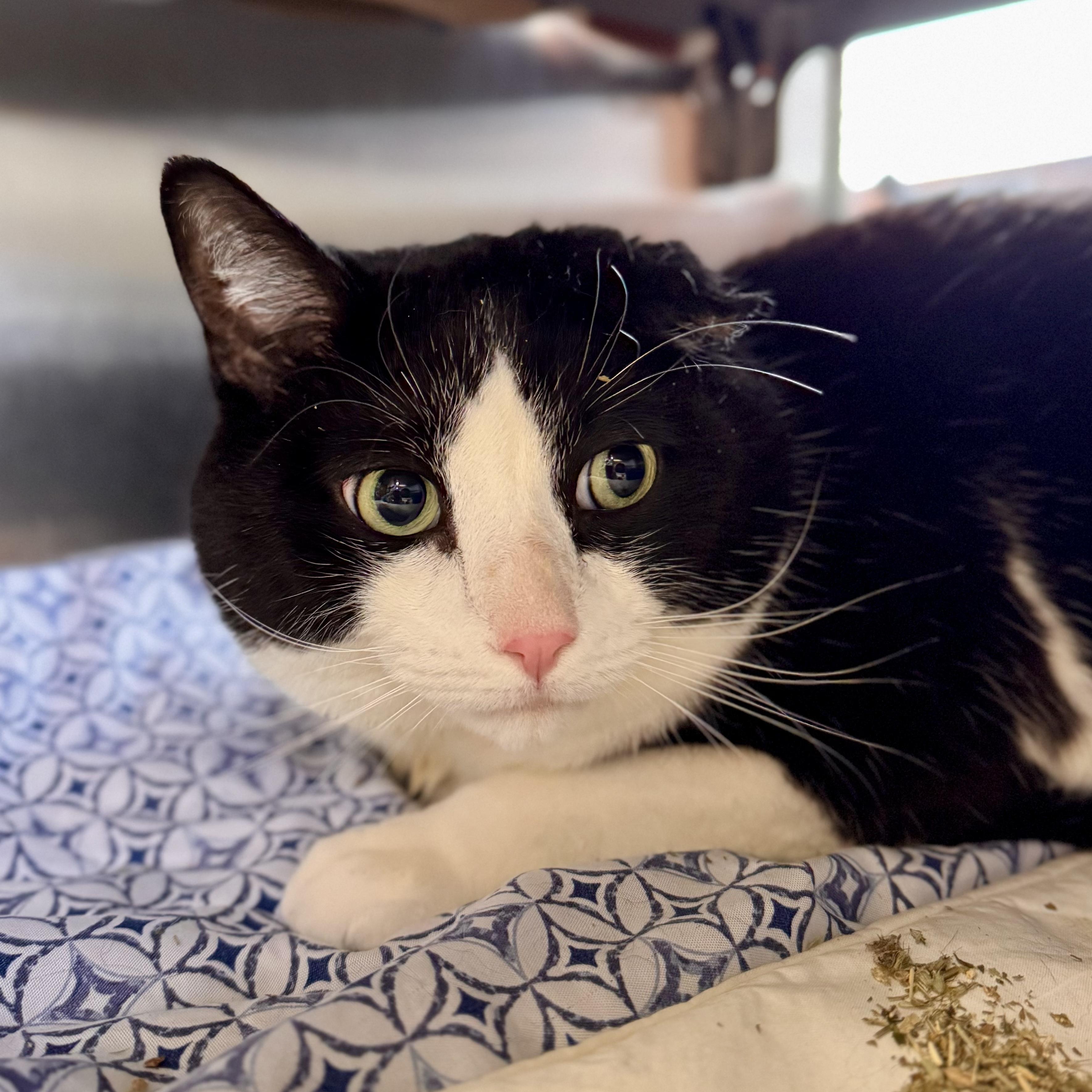 Forrest Gump, ADOPTABLE, Adult Male Domestic Short Hair.