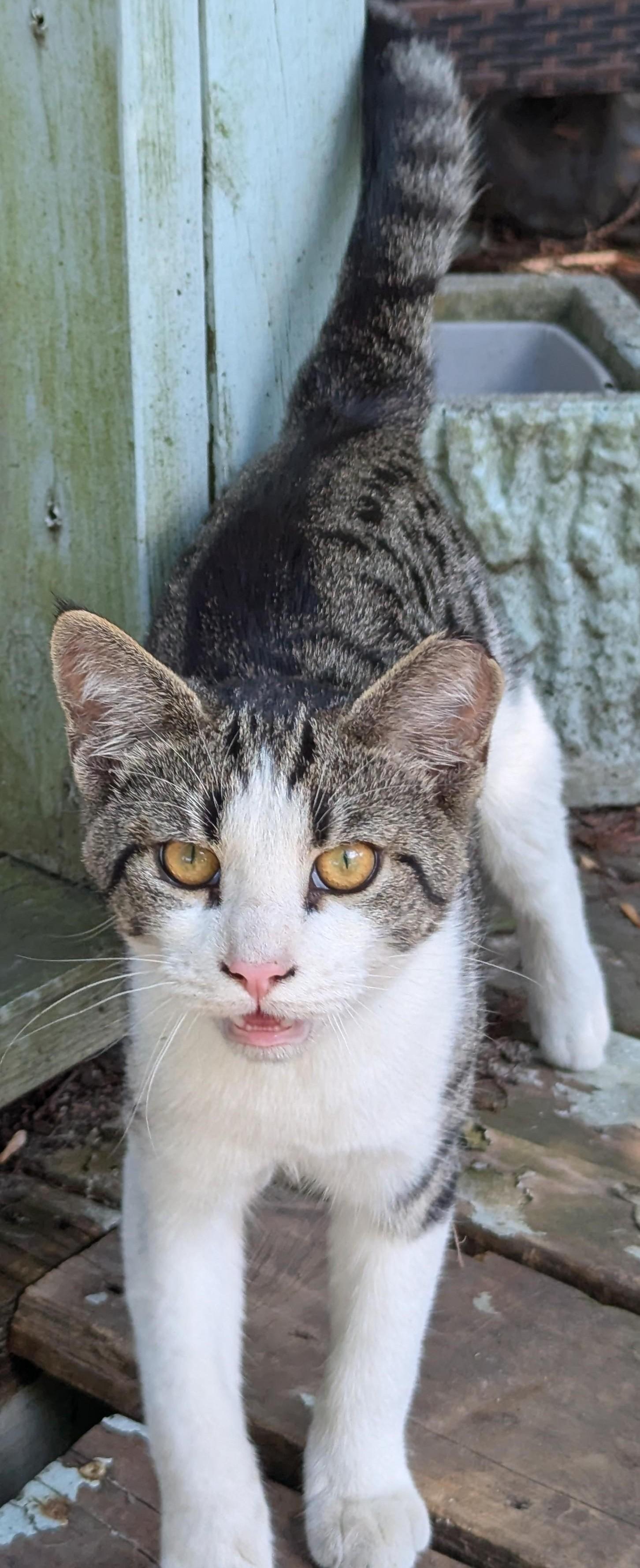 Enlarge Luca, a ADOPTABLE Tabby in Jamaica Plain, MA image 2/2