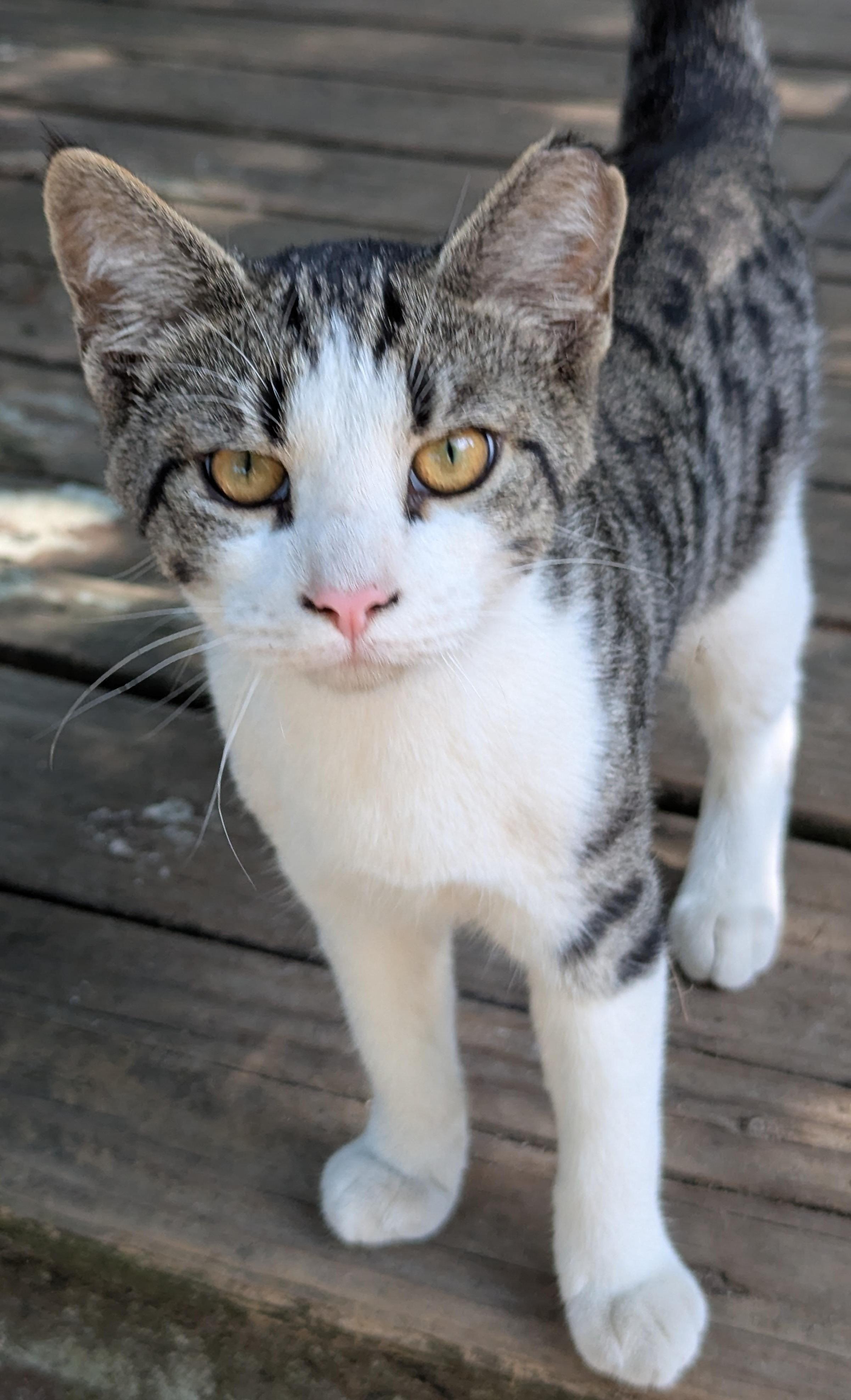 Luca, ADOPTABLE, Kitten Male Tabby.