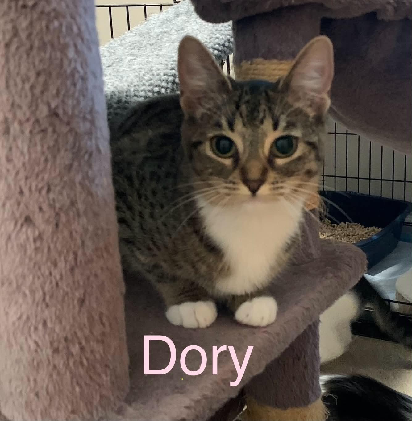 Dory, ADOPTABLE, Young Female Domestic Short Hair.