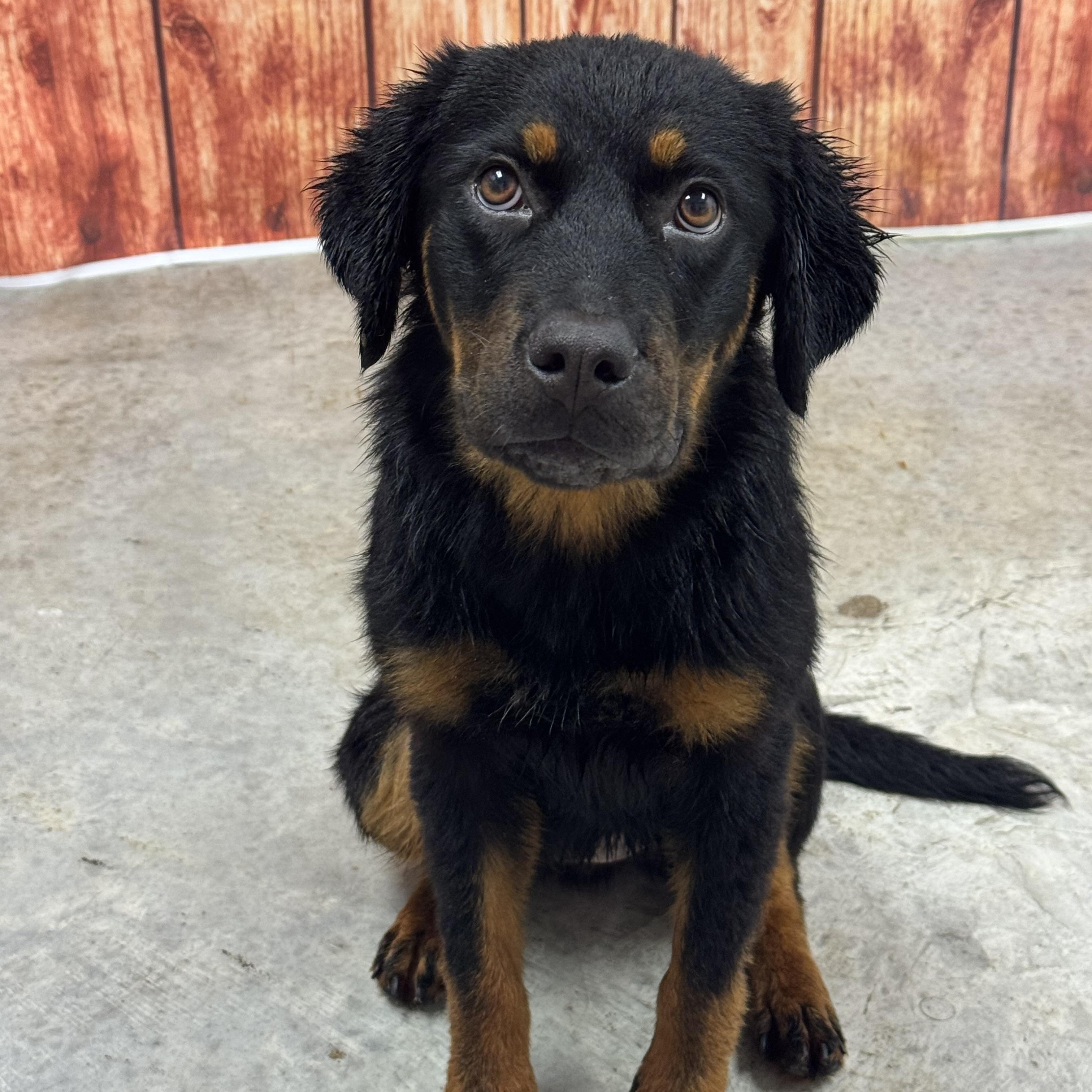 Enlarge Molly, an adopted mixed breed in Chippewa Falls, WI image 3/4