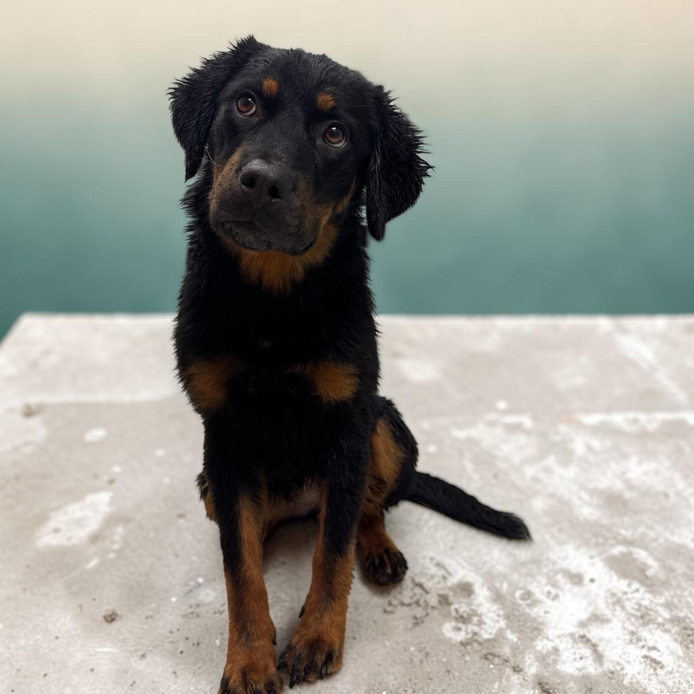 Molly, adopted, Young Female Rottweiler.
