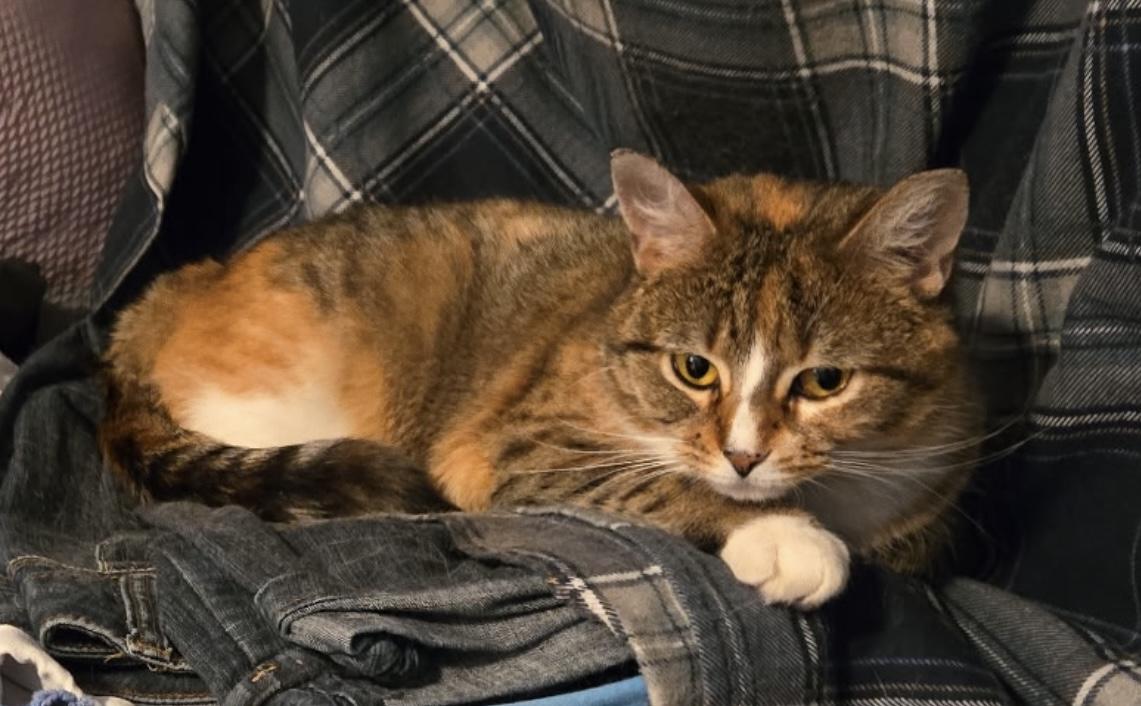 APRIL - ADOPTION PENDING