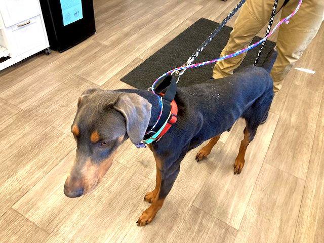 Enlarge Sterling, a Adoptable Doberman Pinscher in Omaha, NE image 1/3