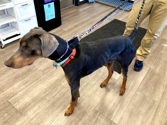 Enlarge Sterling, a Adoptable Doberman Pinscher in Omaha, NE image 2/3