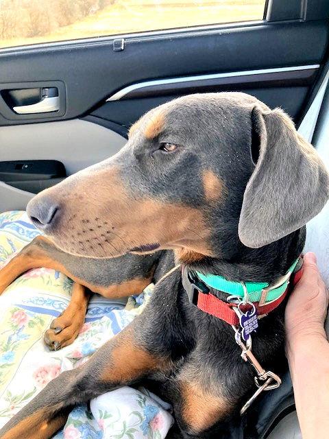 Enlarge Sterling, a Adoptable Doberman Pinscher in Omaha, NE image 3/3