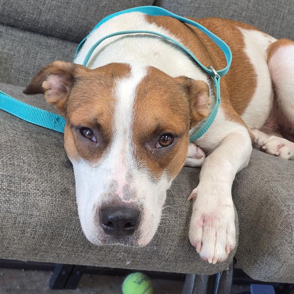 Enlarge Handsome Jack, a Adoptable mixed breed in Cleveland, MS image 1/1