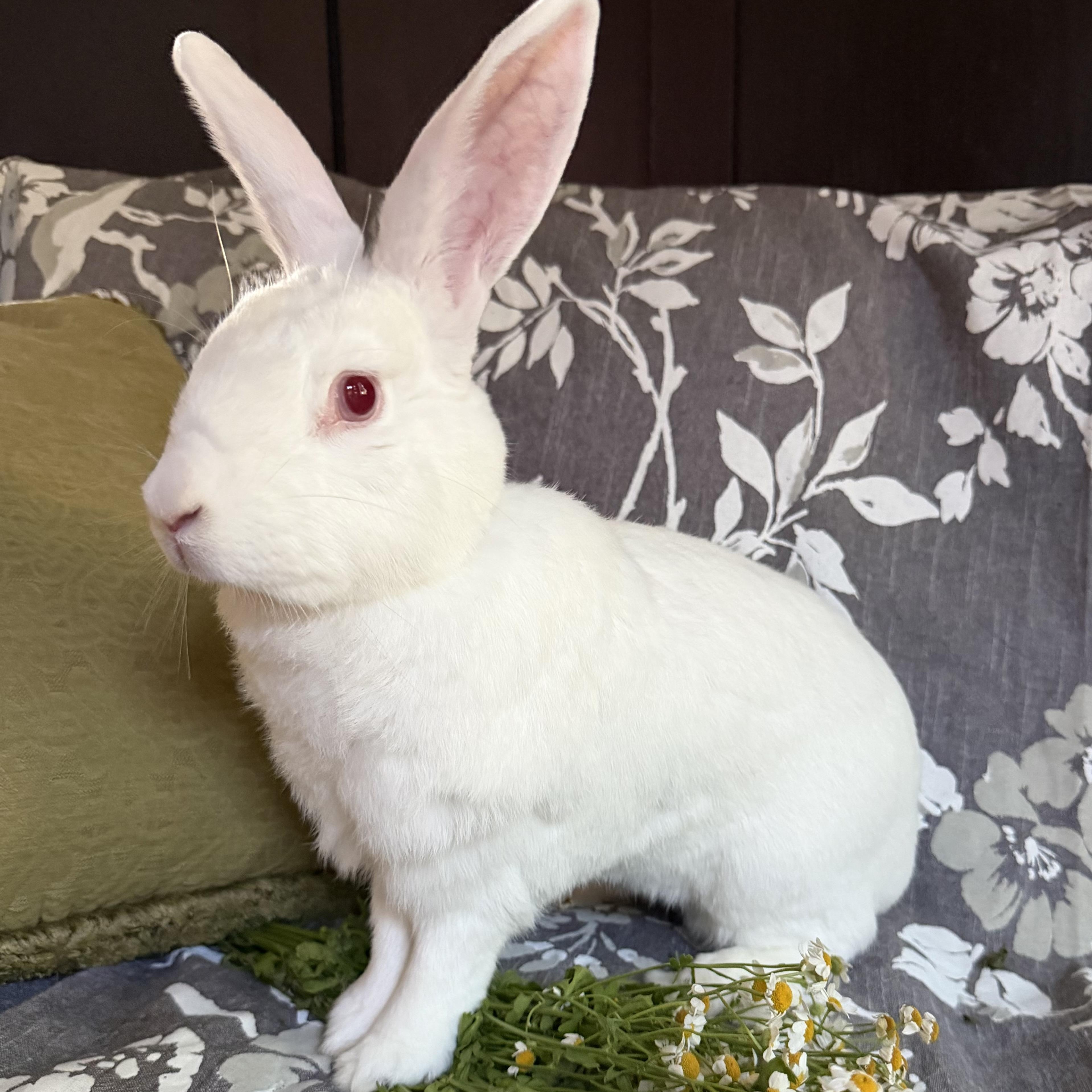 Lili, Adopted, Adult Female New Zealand.