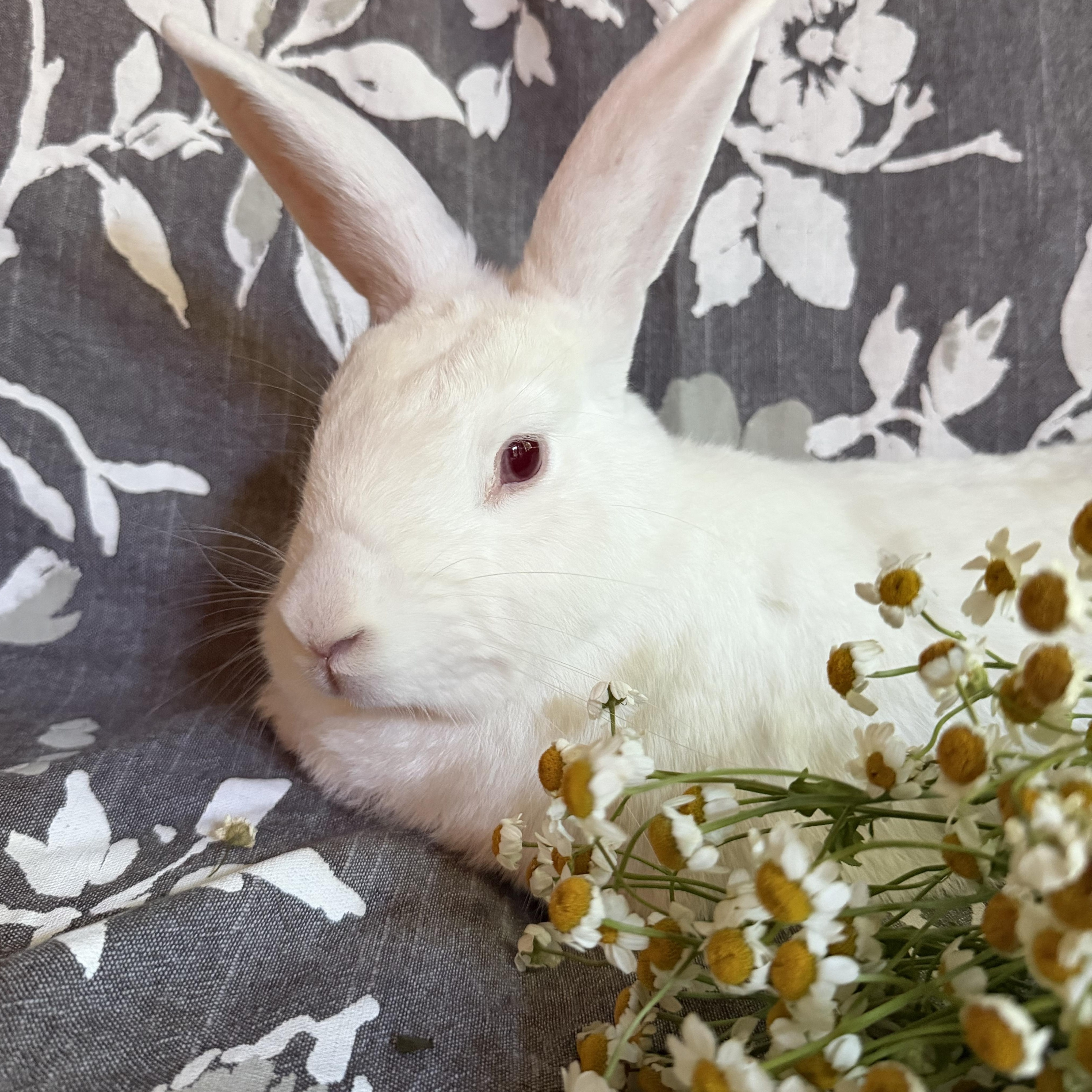 Enlarge Lili, a Adopted New Zealand in Livermore, CA image 5/6