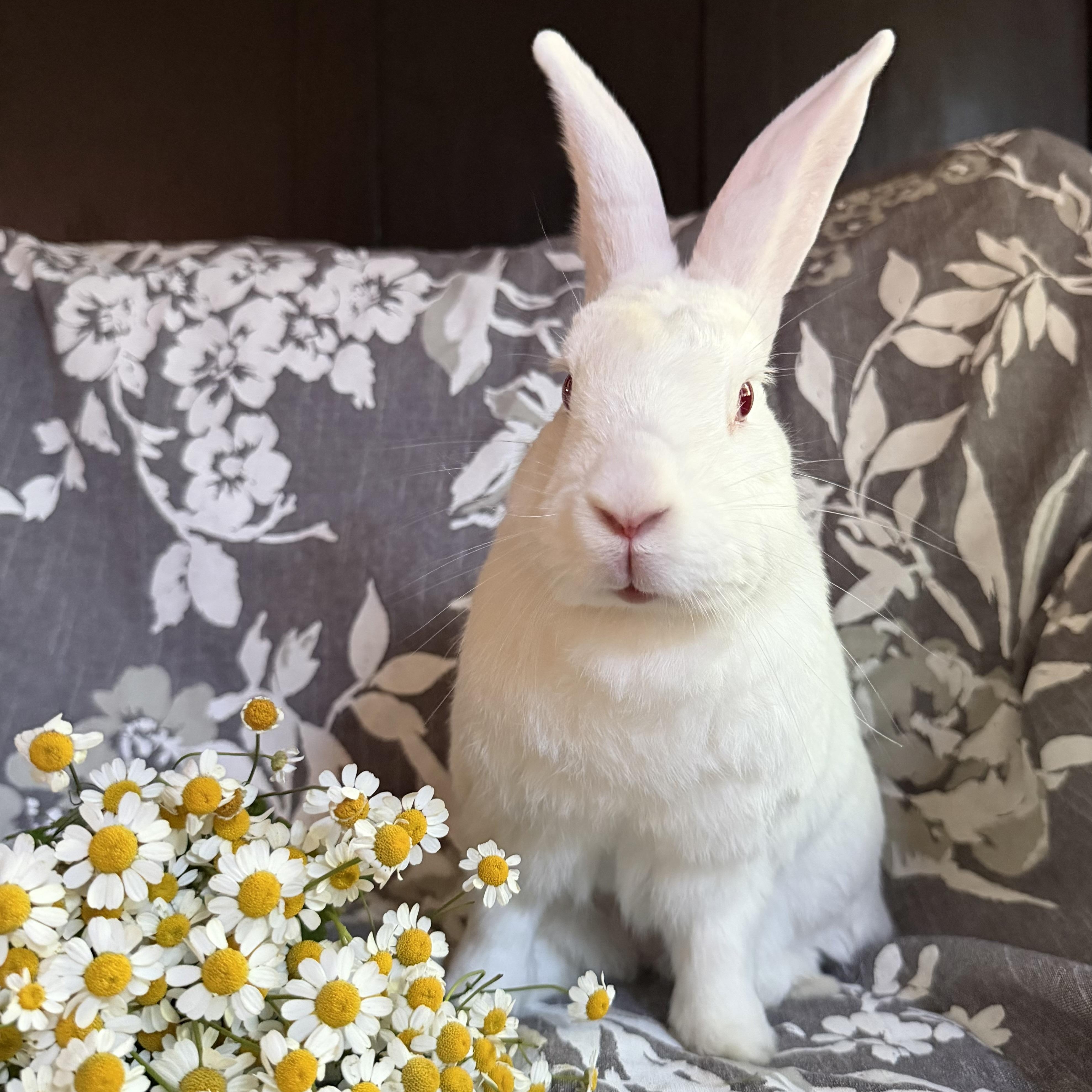 Enlarge Lili, a Adopted New Zealand in Livermore, CA image 3/6