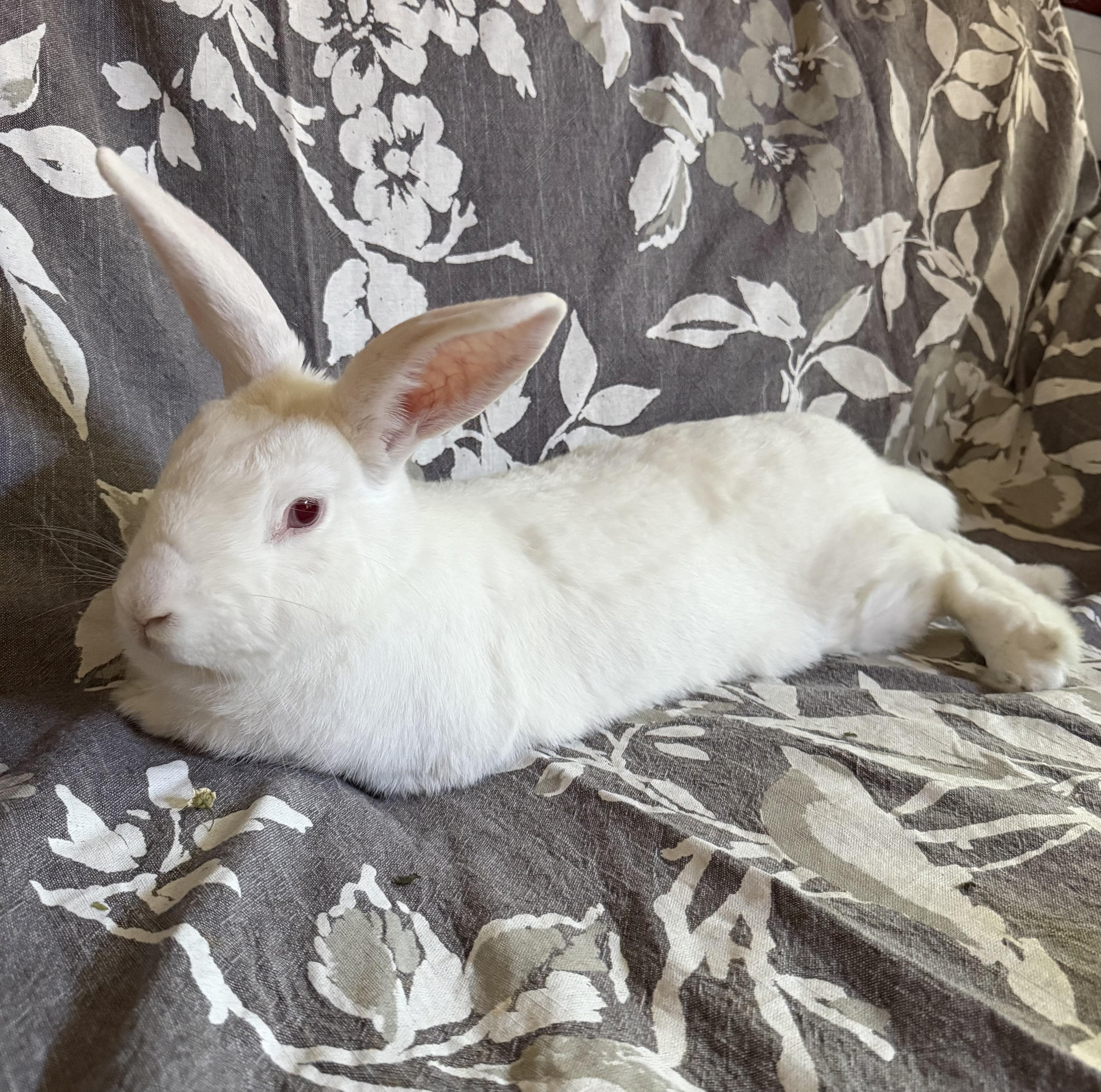 Enlarge Lili, a Adopted New Zealand in Livermore, CA image 2/6