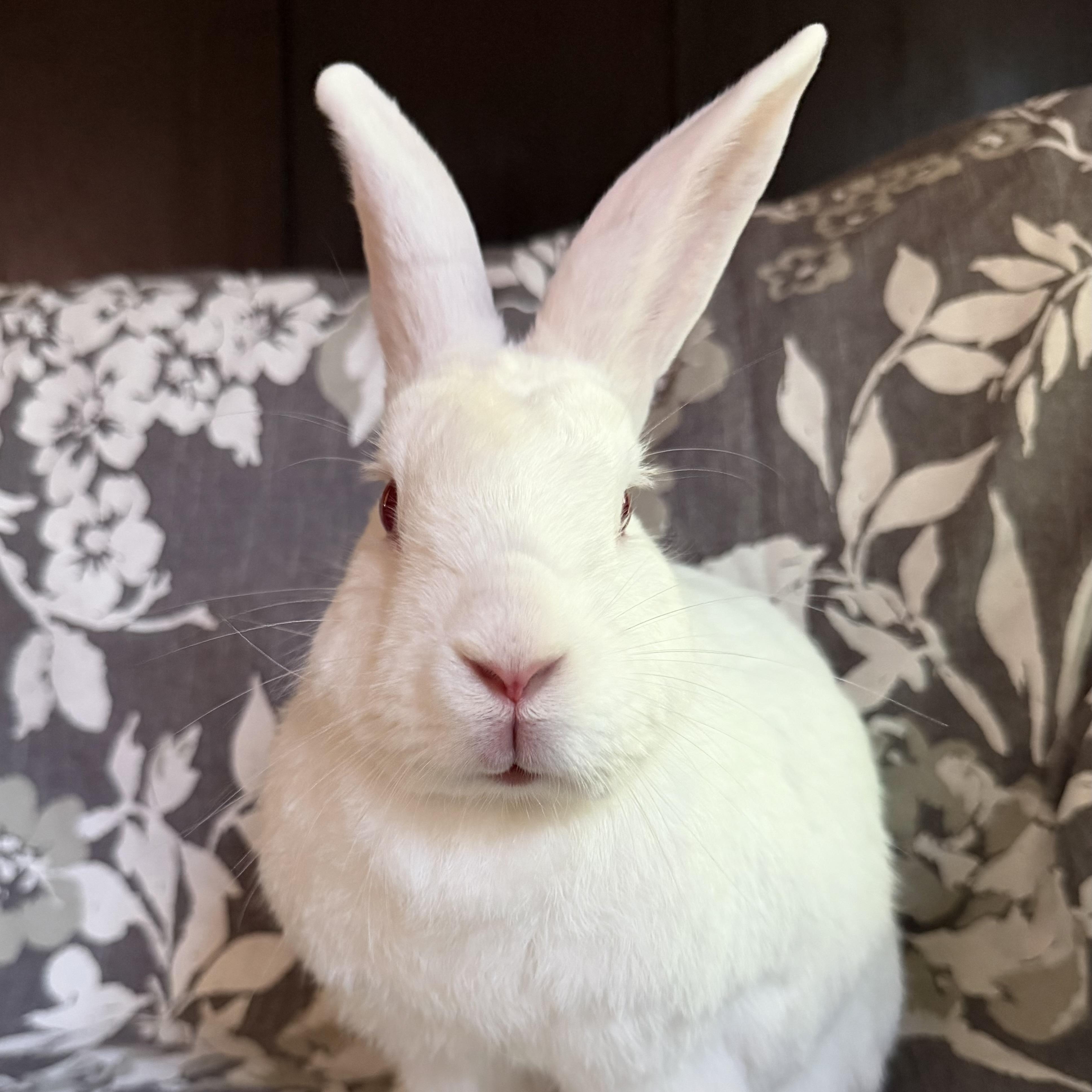 Enlarge Lili, a Adopted New Zealand in Livermore, CA image 4/6