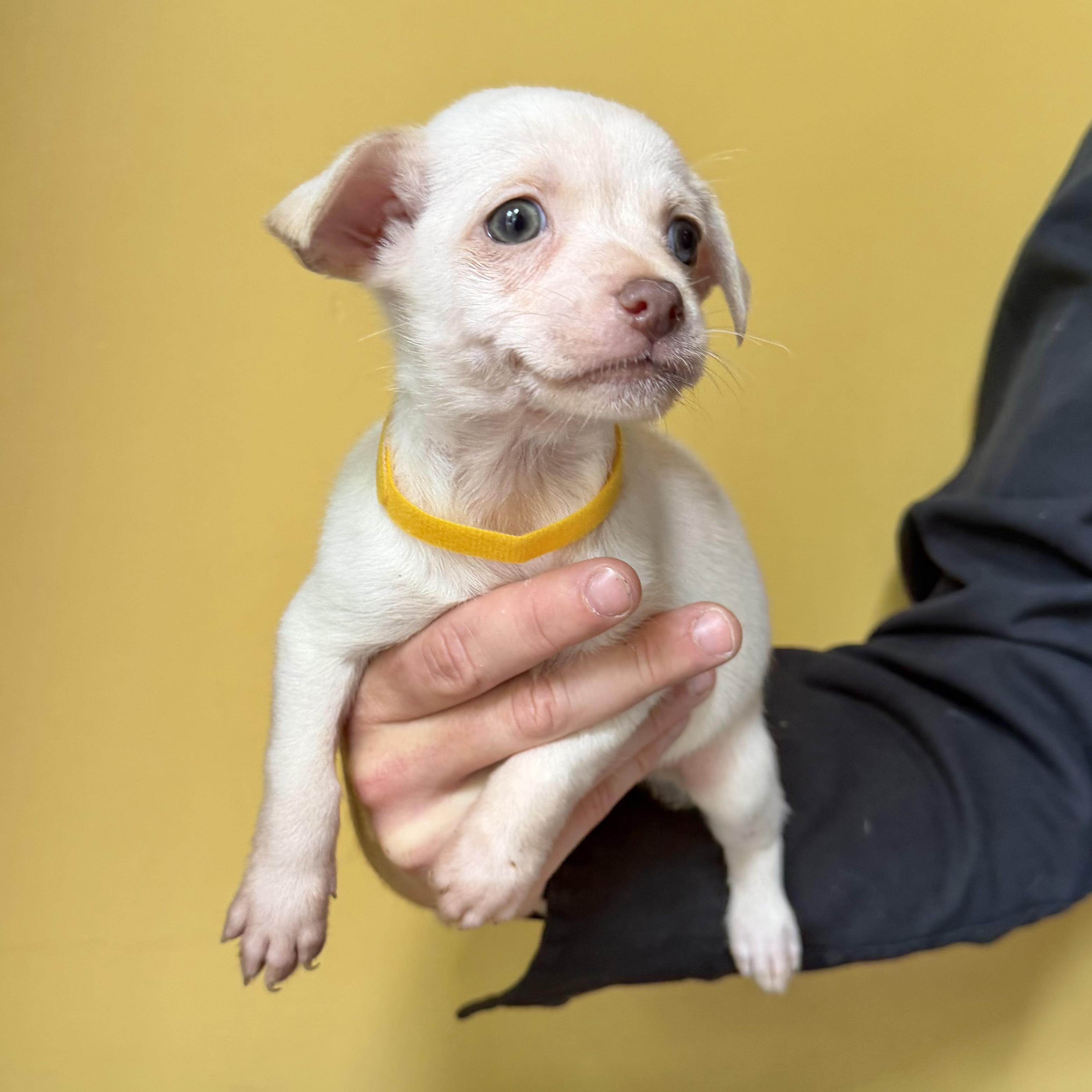 Enlarge Peanut, a ADOPTABLE mixed breed in Boulder, CO image 1/6