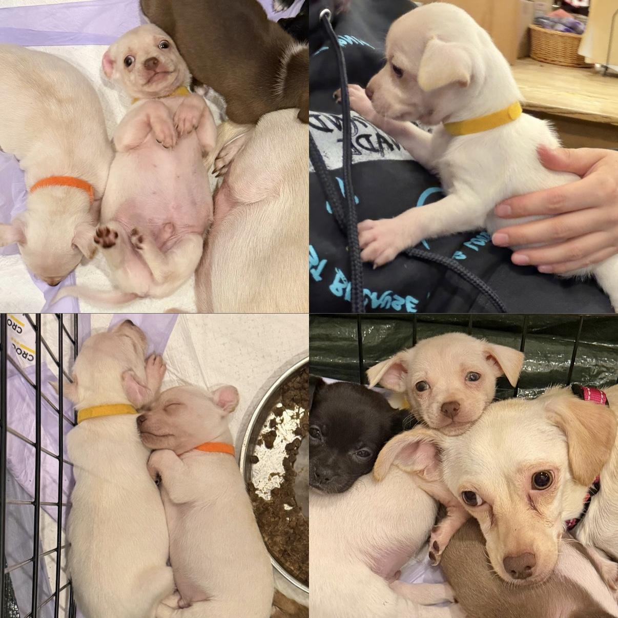 Enlarge Peanut, a ADOPTABLE mixed breed in Boulder, CO image 5/6
