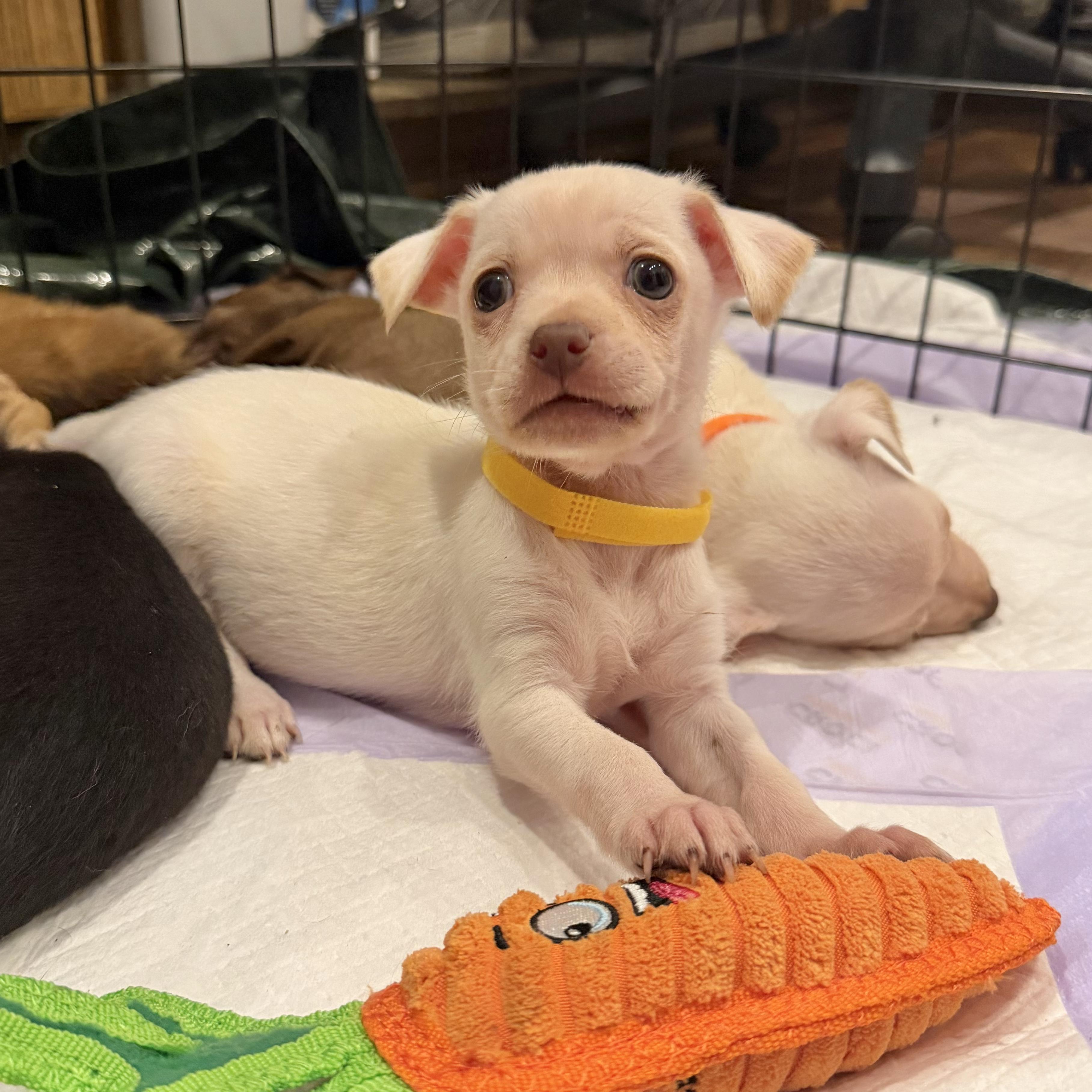 Enlarge Peanut, a ADOPTABLE mixed breed in Boulder, CO image 3/6