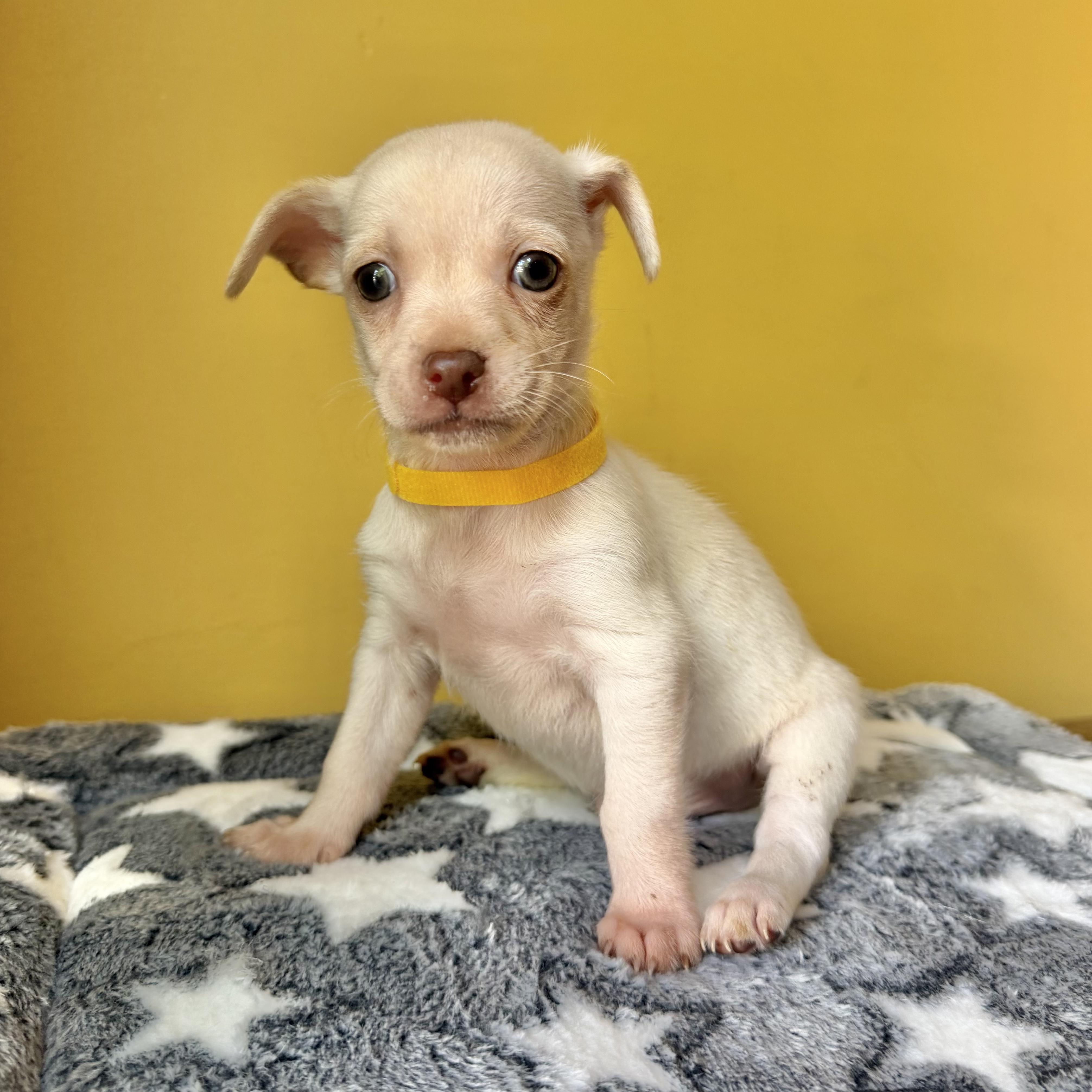 Enlarge Peanut, a ADOPTABLE mixed breed in Boulder, CO image 6/6