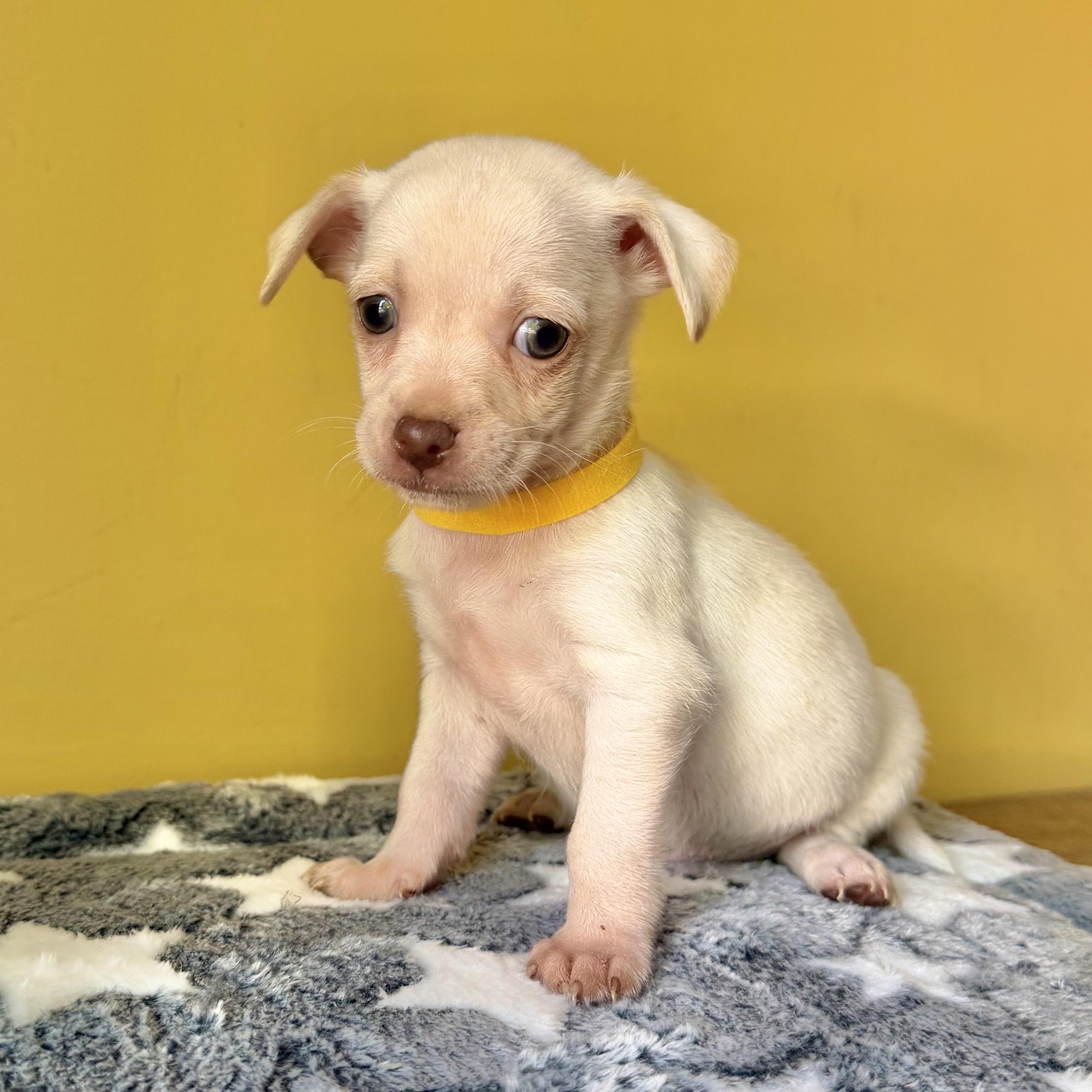 Enlarge Peanut, a ADOPTABLE mixed breed in Boulder, CO image 2/6