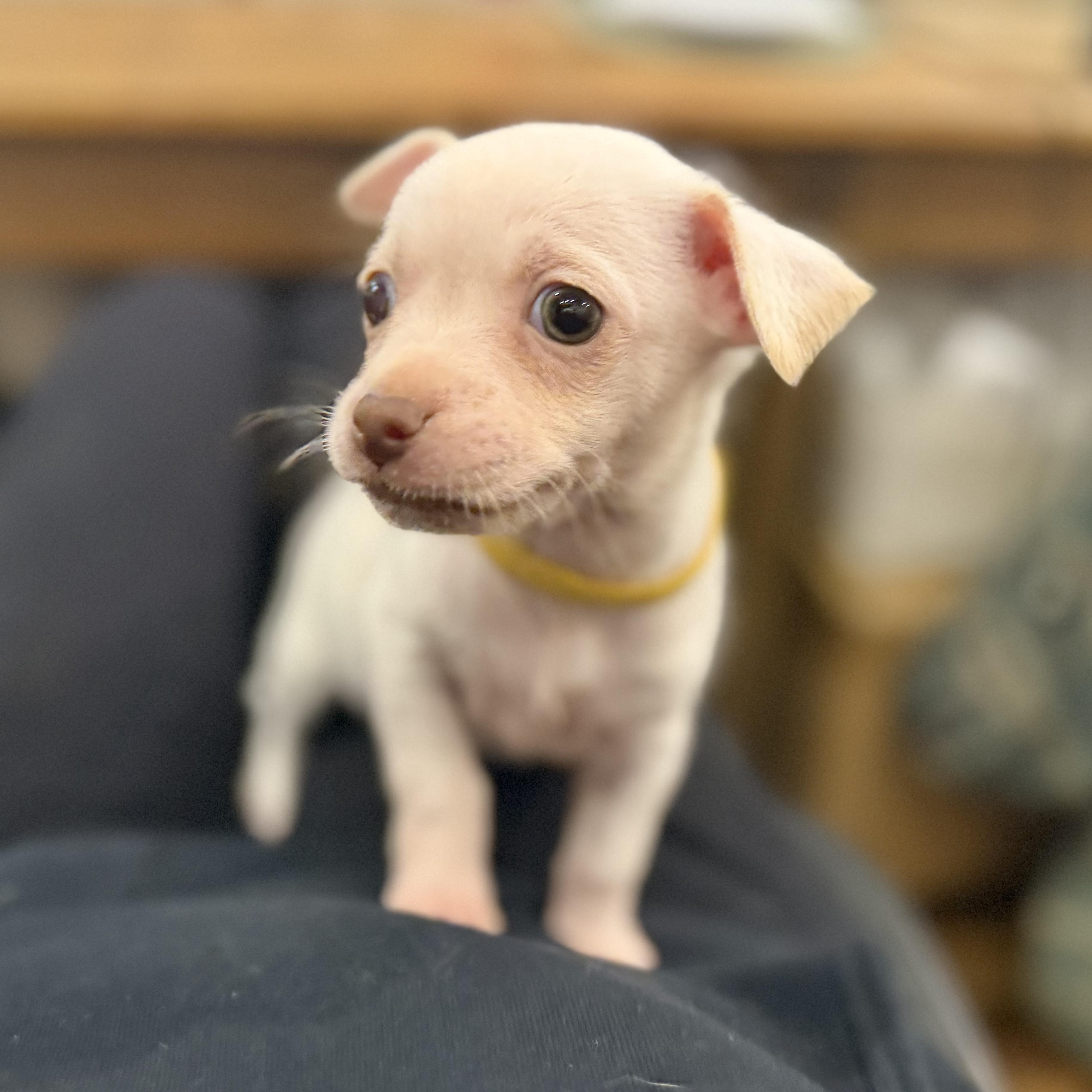 Enlarge Peanut, a ADOPTABLE mixed breed in Boulder, CO image 4/6