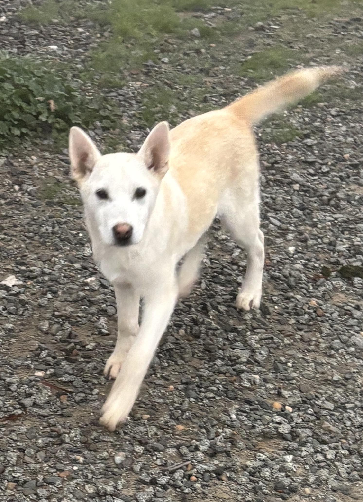 Sven, a Adoptable Husky in Atwater, CA image 2/3