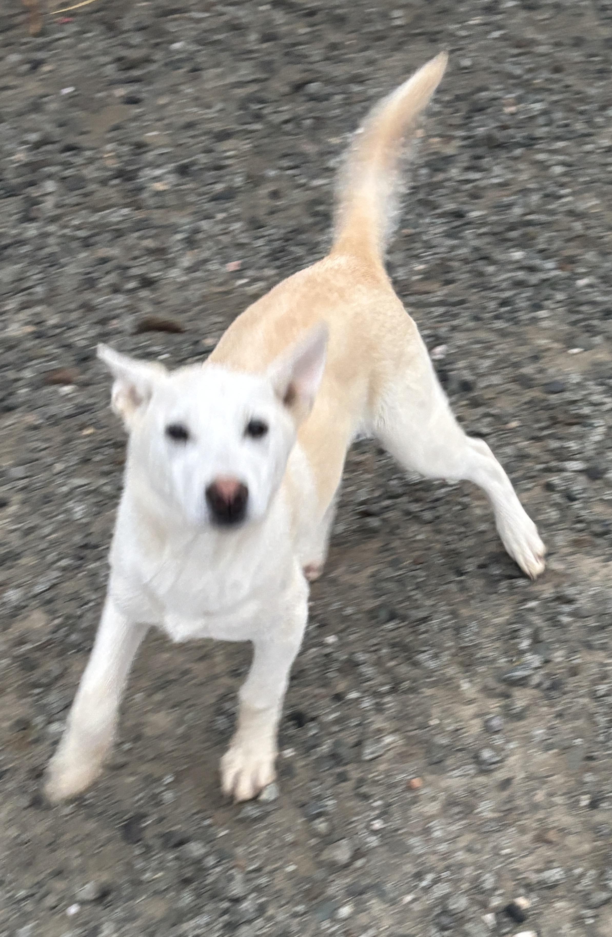 Sven, a Adoptable Husky in Atwater, CA image 3/3