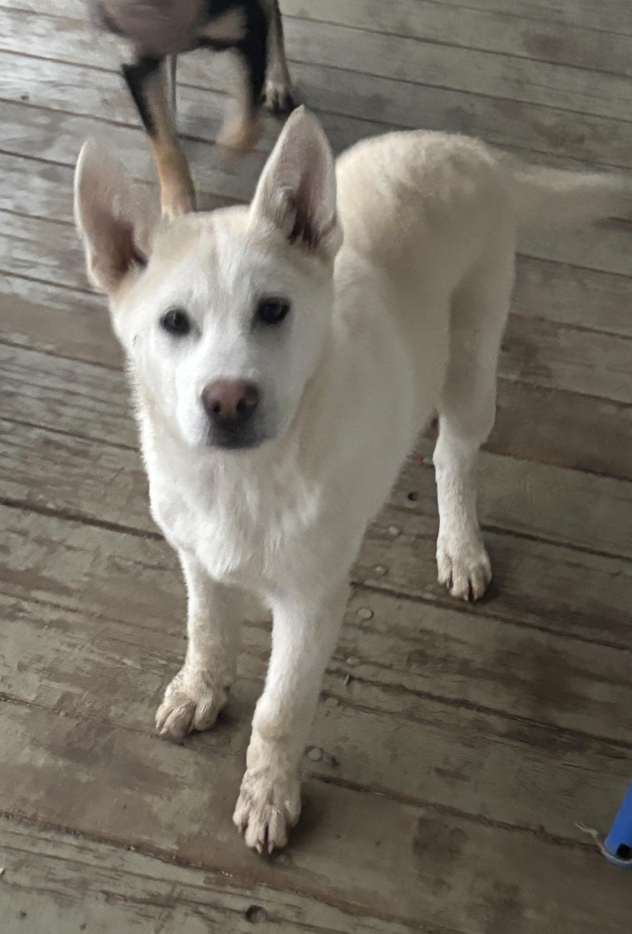 Sven, a Adoptable Husky in Atwater, CA image 1/3