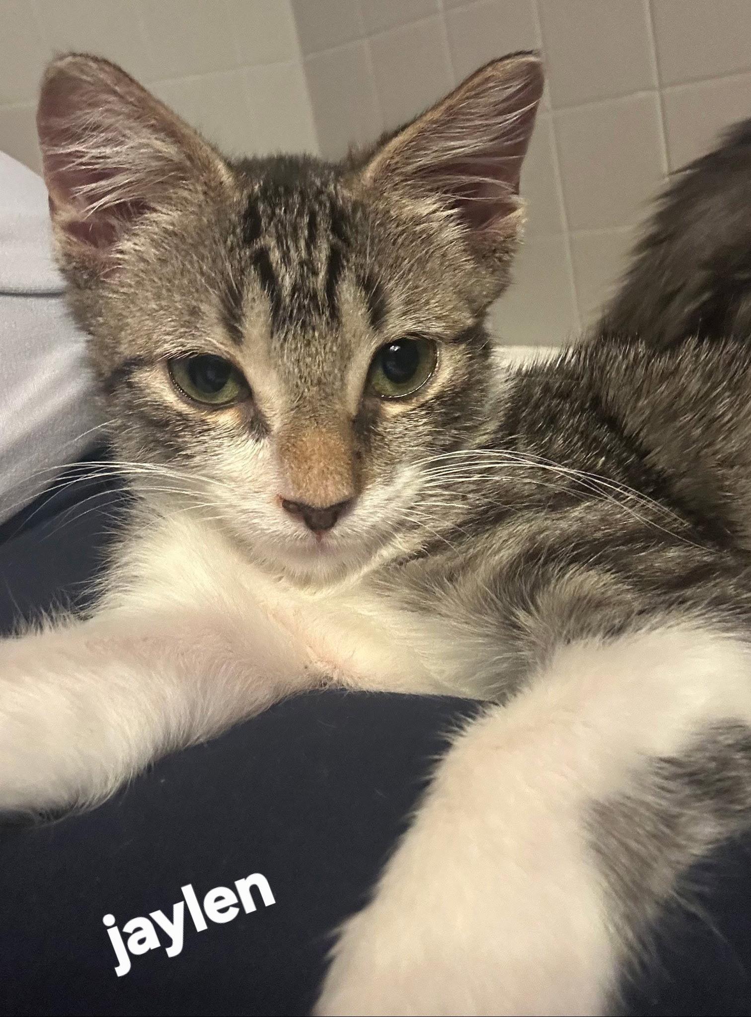 Jaylen, Adopted, Young Male Domestic Short Hair.