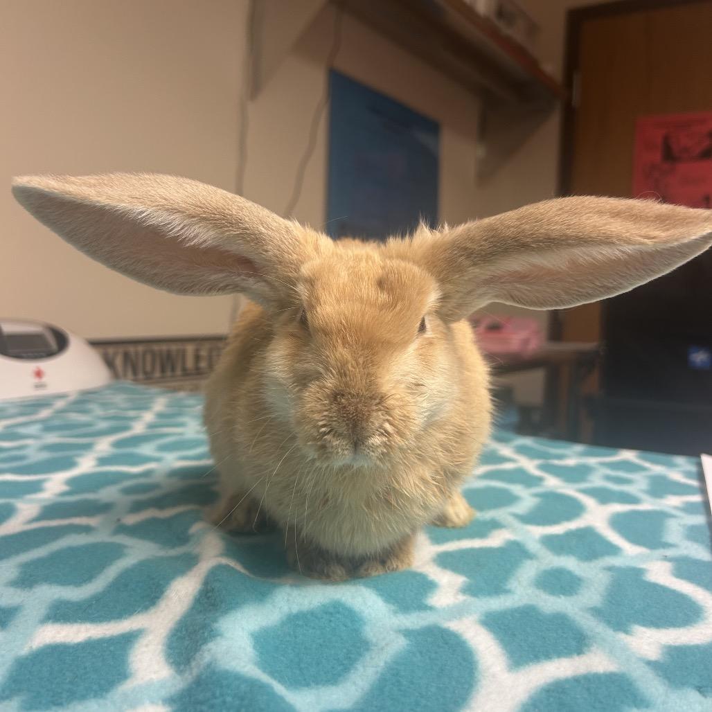 Enlarge Blaze, a Adoptable Bunny Rabbit in Gansevoort, NY image 1/1